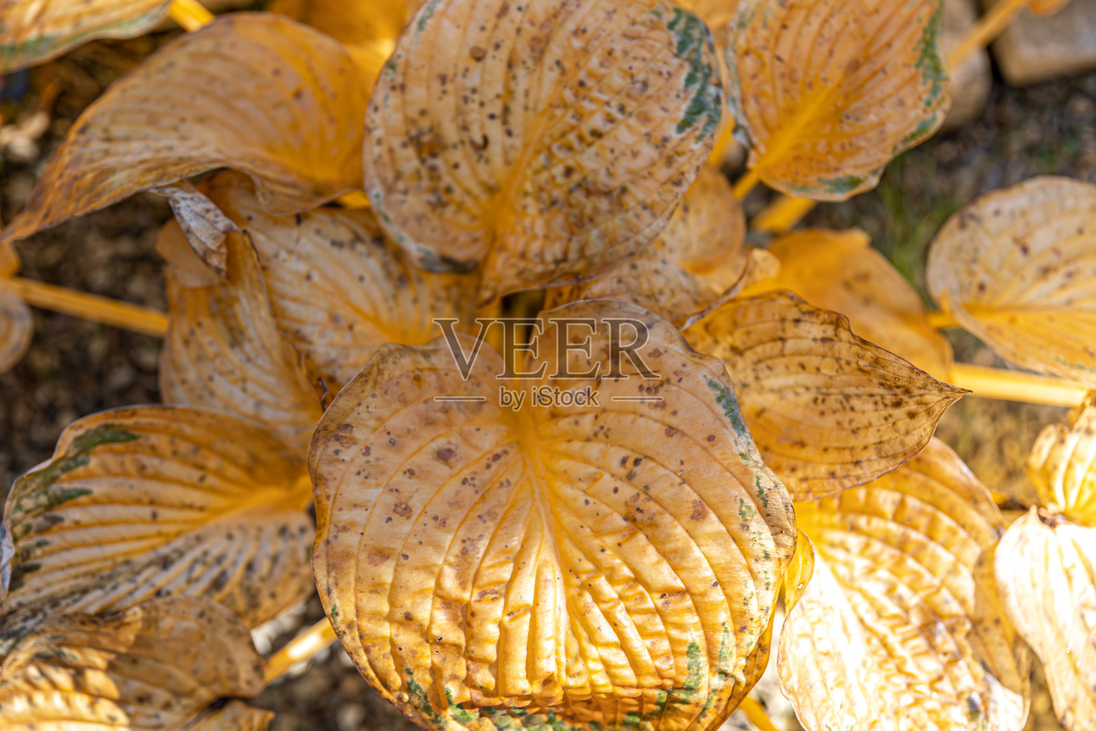 马蹄莲花的叶子干了，花园里的秋叶黄了。照片摄影图片