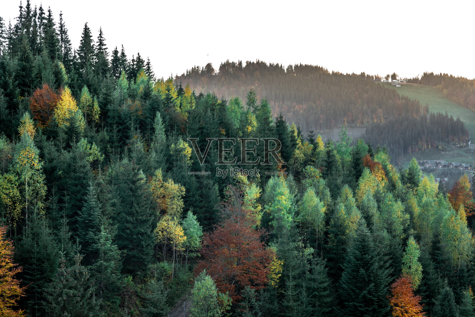 山林针叶林，自然背景。照片摄影图片