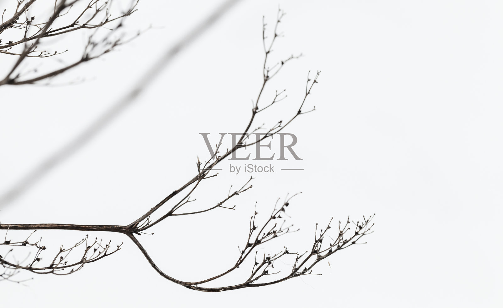 抽象的自然照片与白色的干树枝照片摄影图片