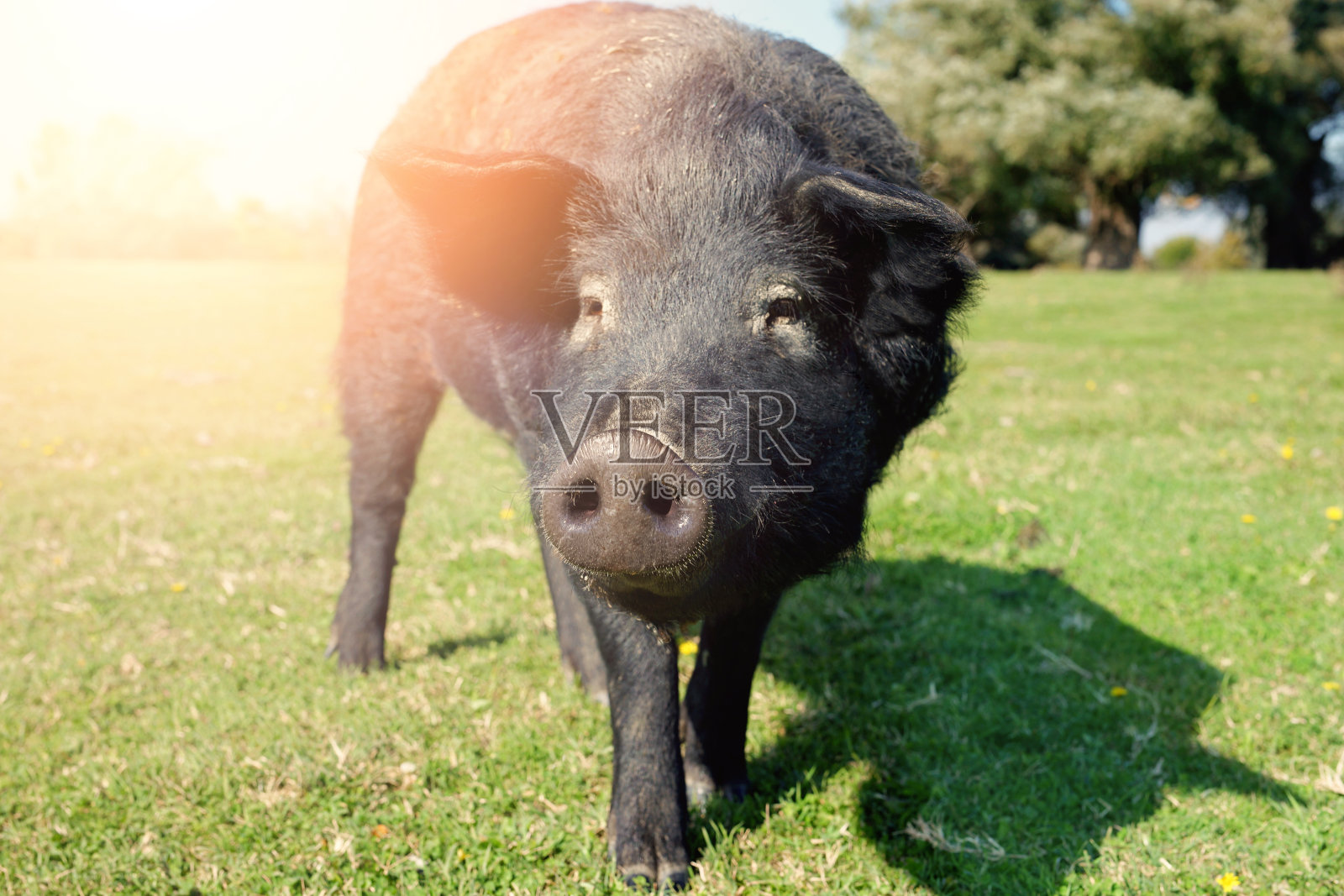 牧场上的Mangalica猪。放养养猪照片摄影图片