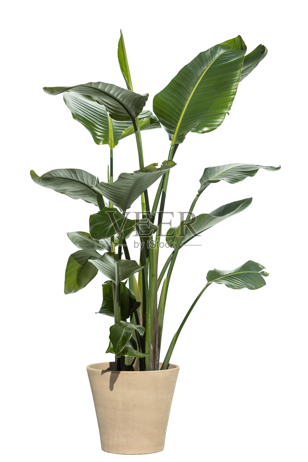 天堂鸟植物照片摄影图片