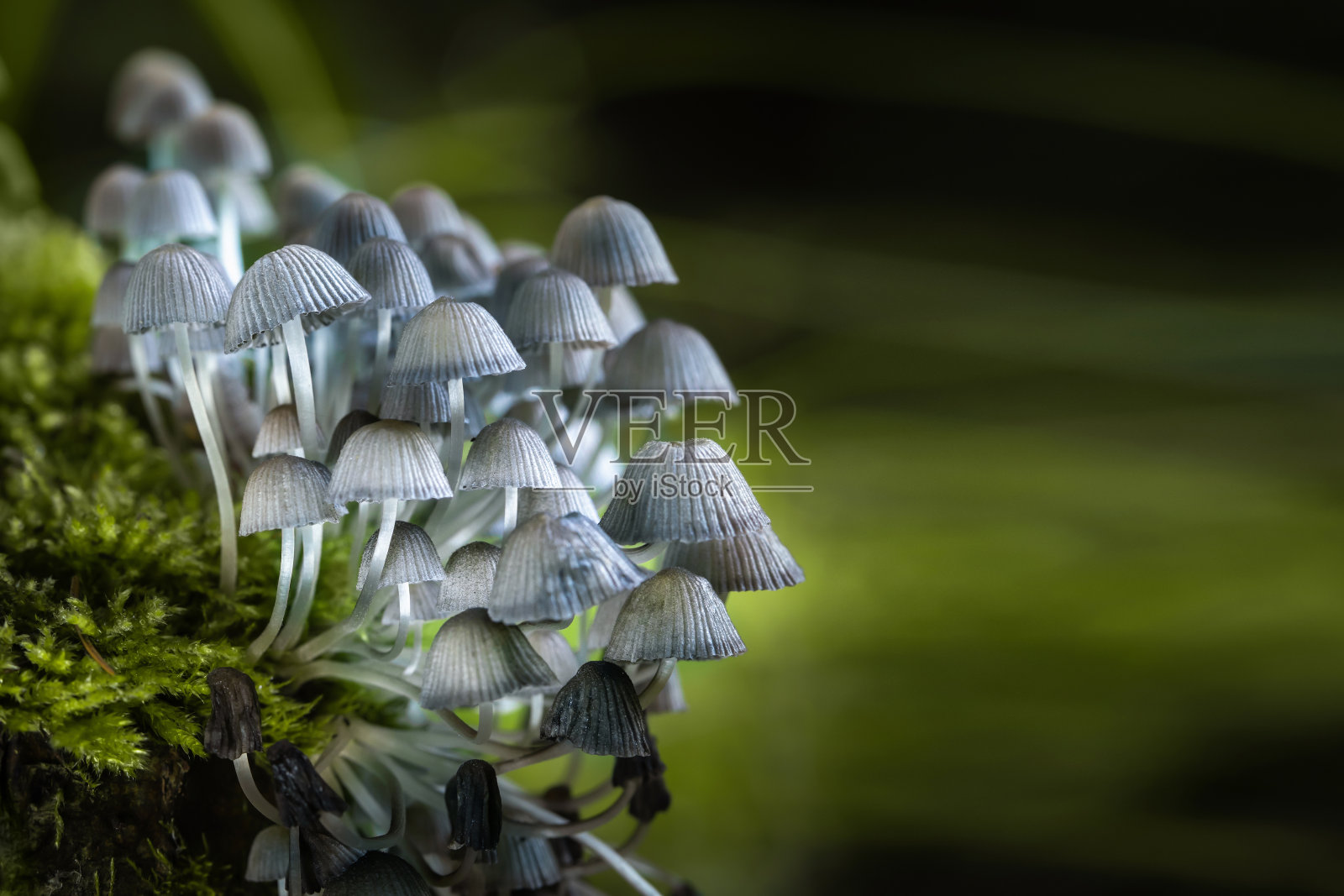 一群神奇的蘑菇——秋天森林里的蘑菇。照片摄影图片