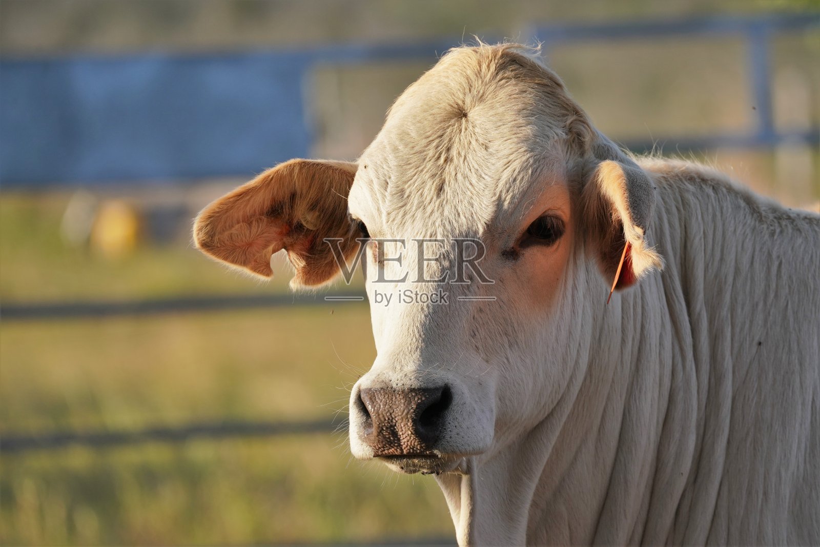 夏萝莱在围场里驾驶的侧面画像照片摄影图片