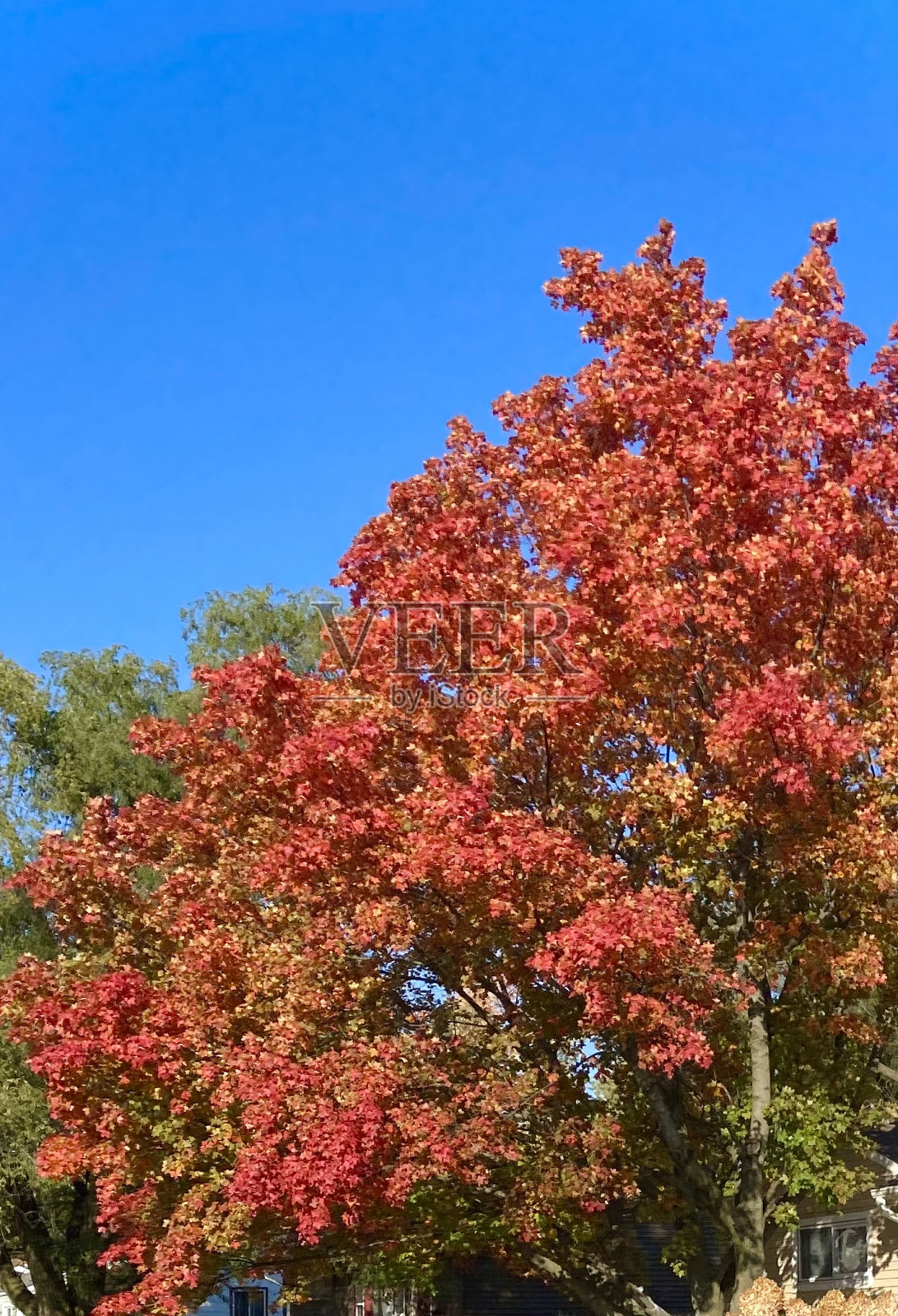一棵盛开的枫树。照片摄影图片