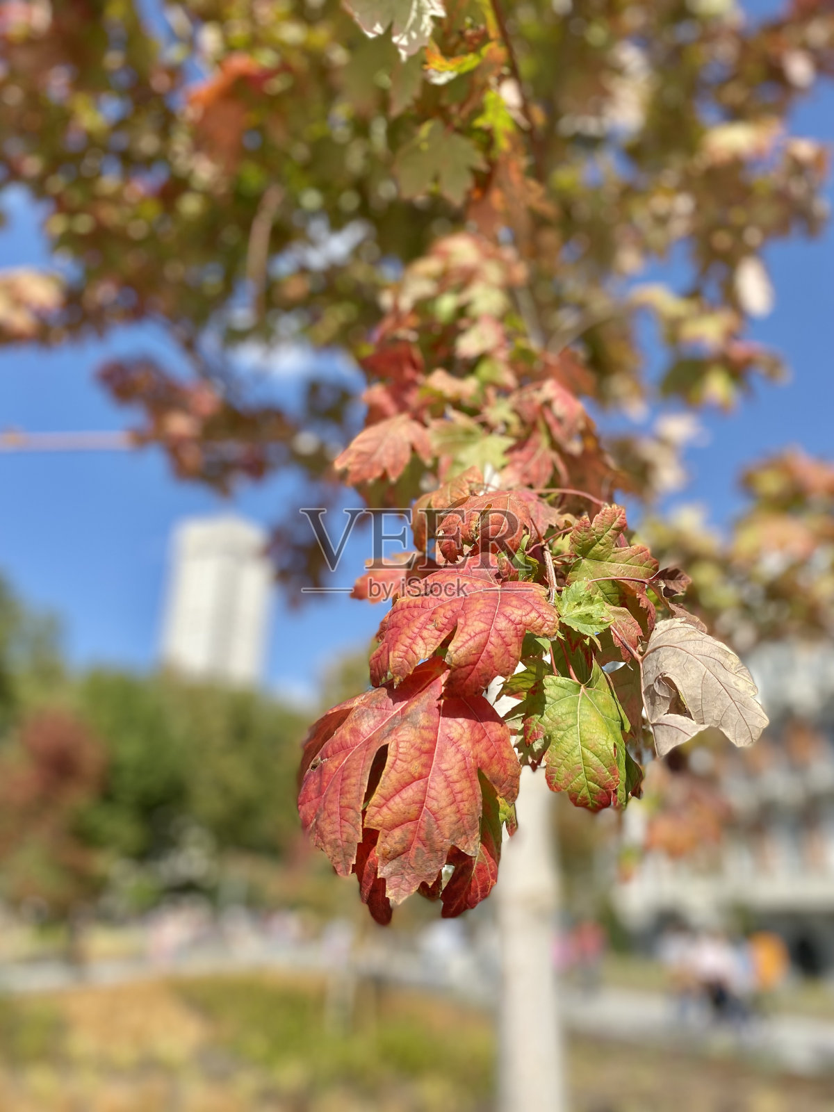 糖槭叶为秋季变化。银枫。照片摄影图片