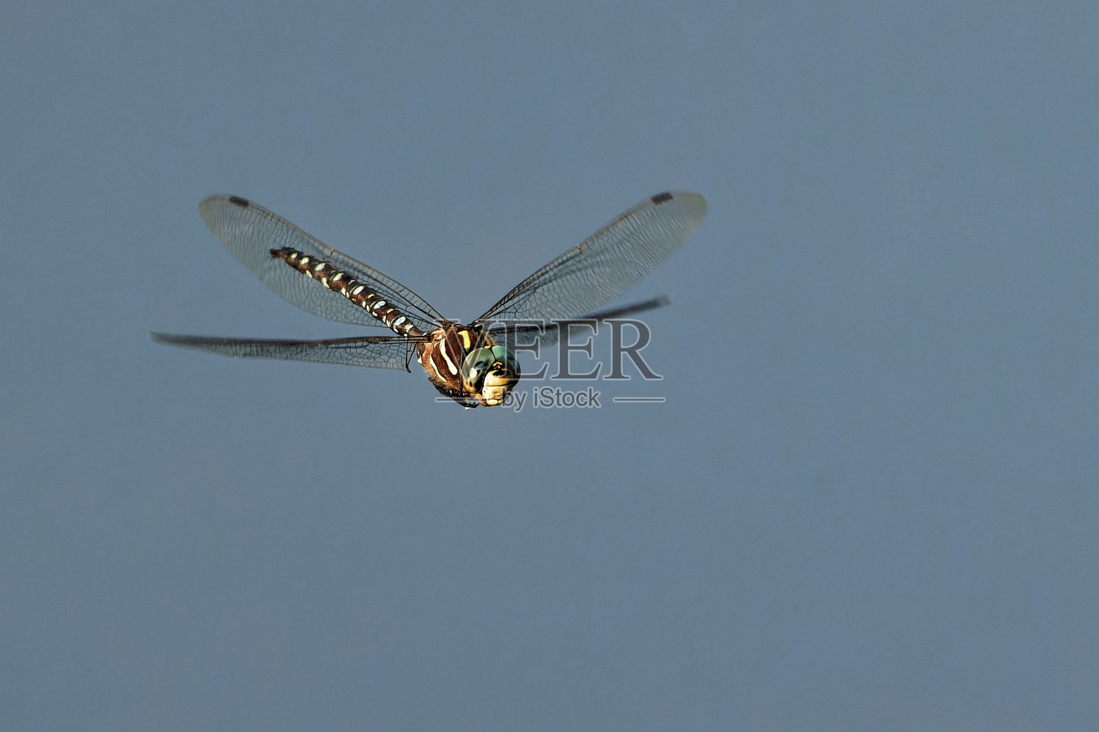一只蜻蜓在蓝天上飞行的特写镜头照片摄影图片