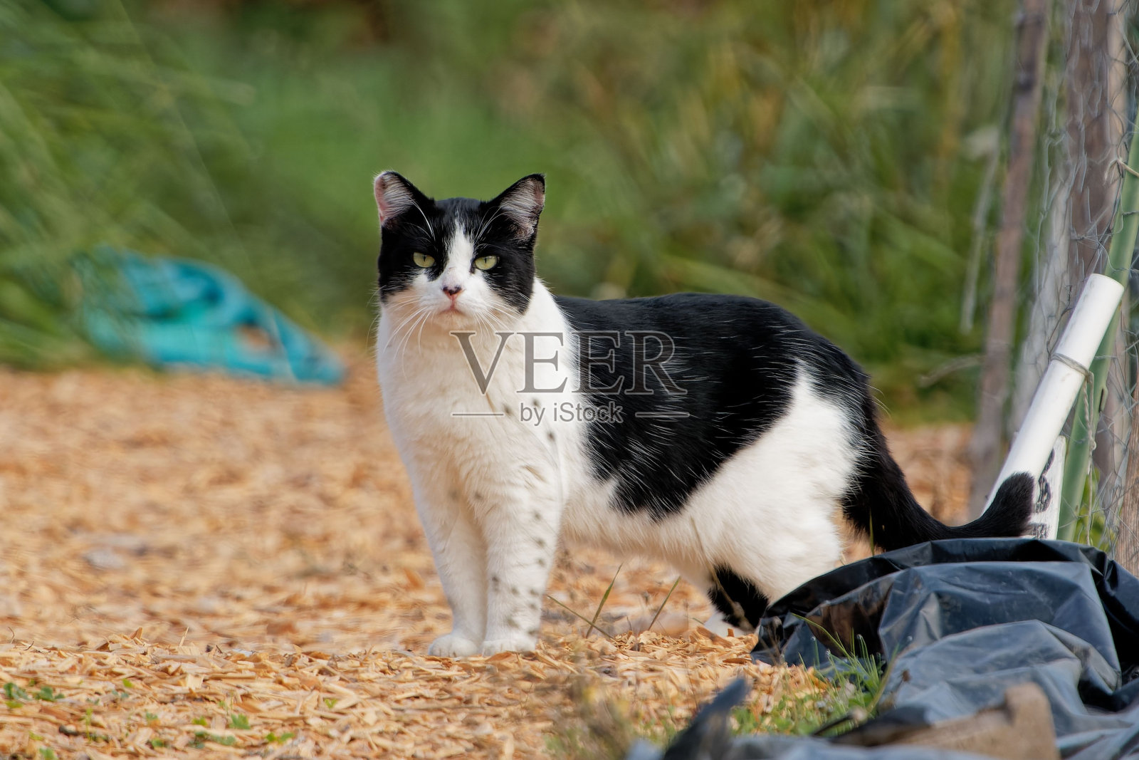 可爱的黑白猫站在帐篷旁边，背景是树照片摄影图片