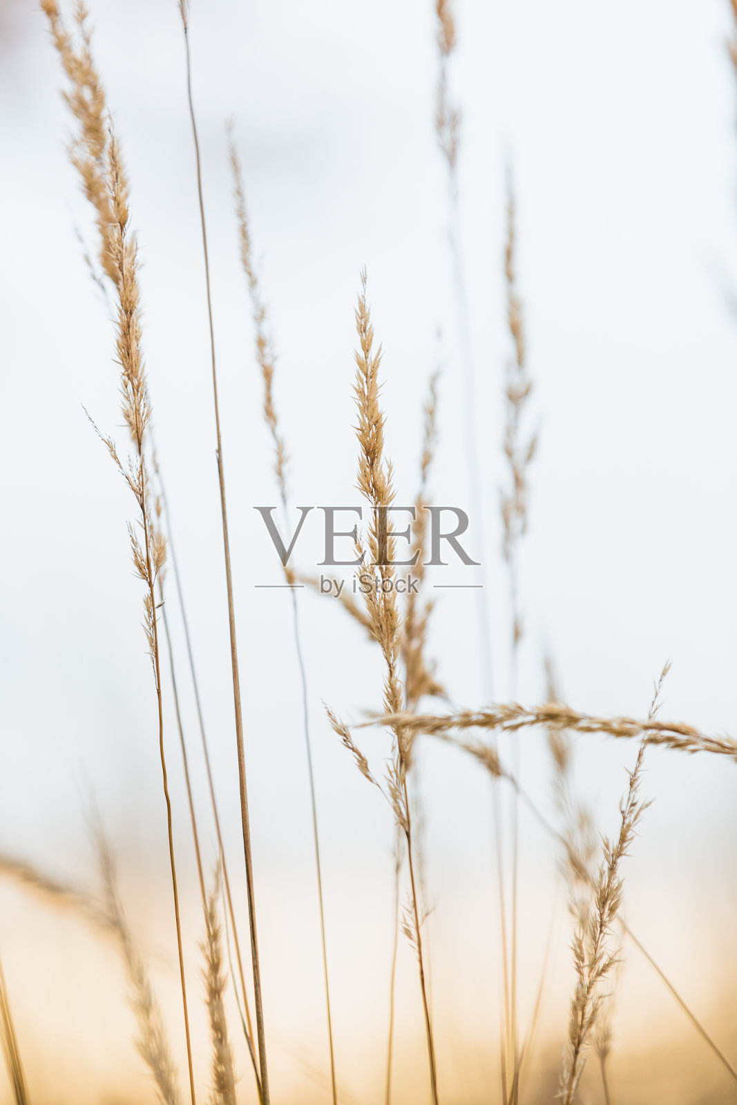 垂直拍摄的小麦穗照片摄影图片