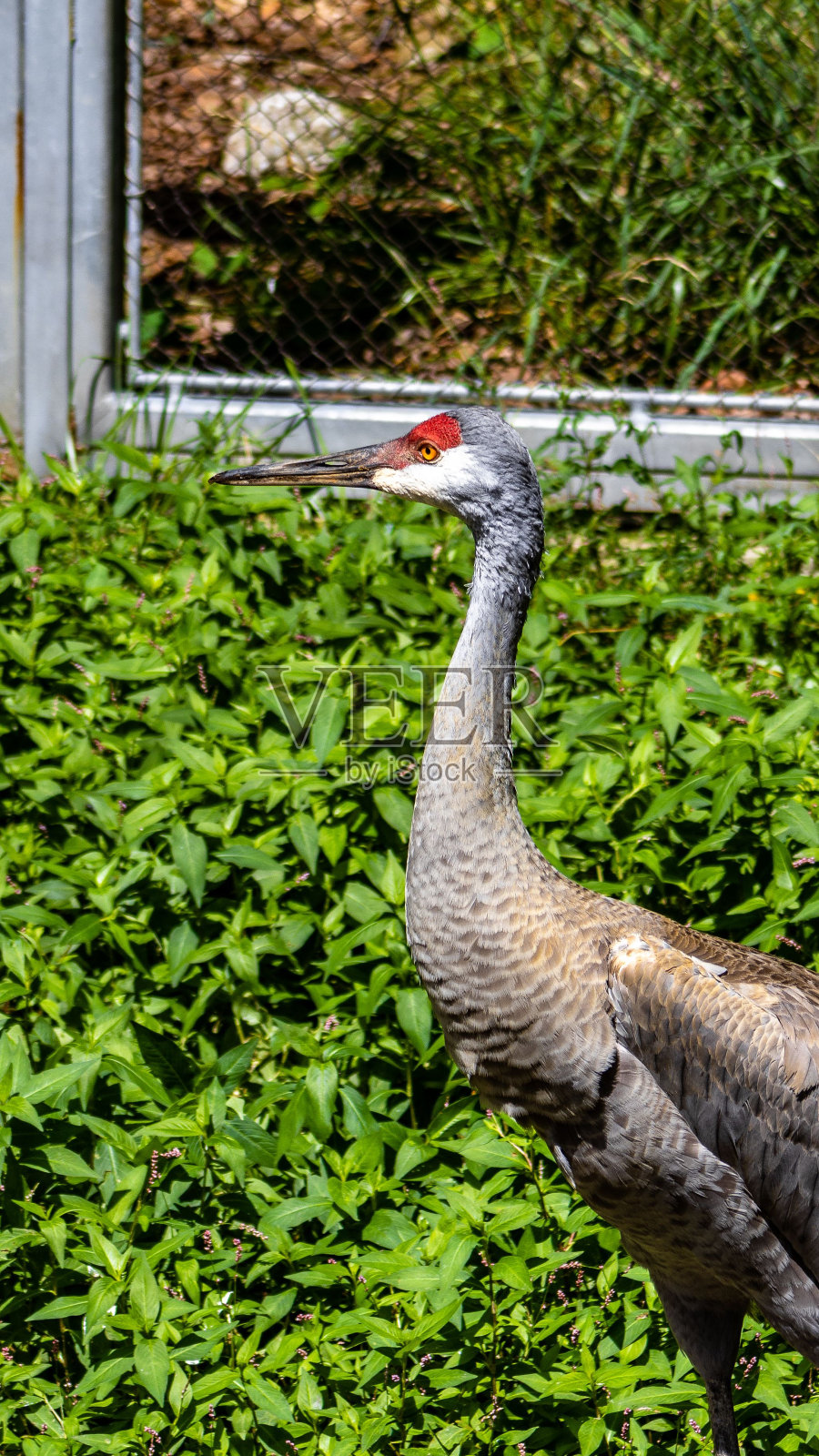 垂直拍摄的美丽沙丘鹤在绿色的树前看一边照片摄影图片