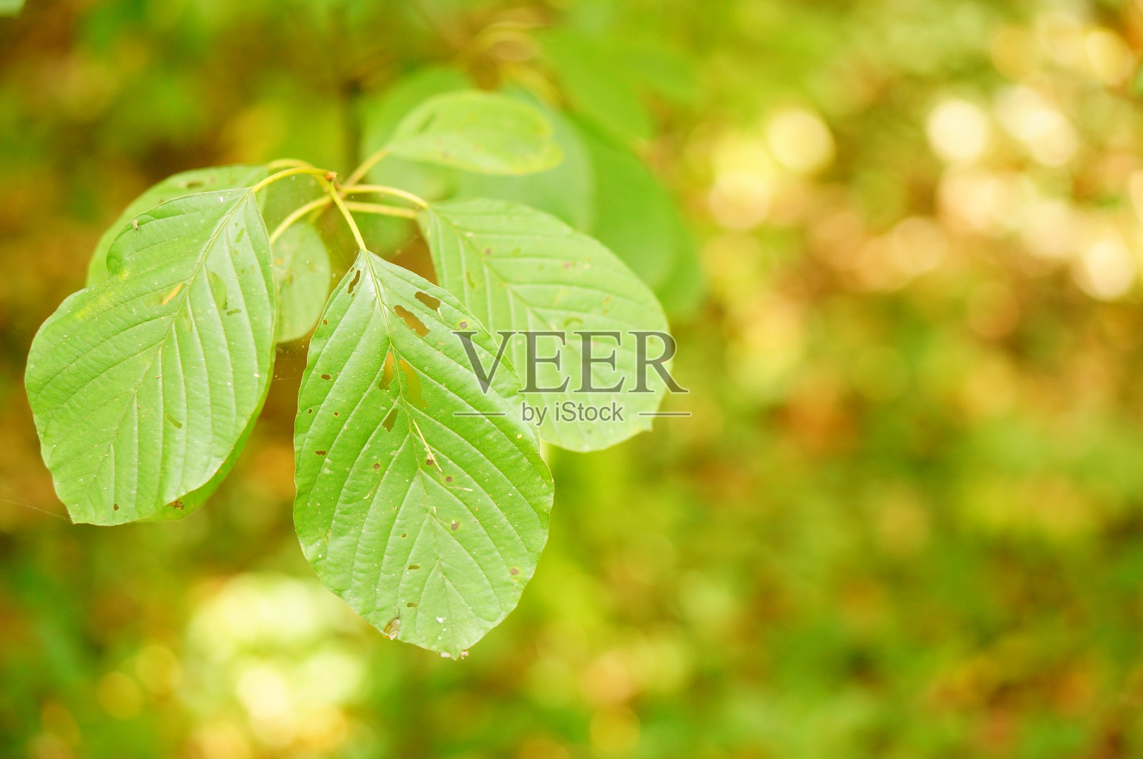 在树林里捕捉到的树叶的选择性聚焦镜头照片摄影图片