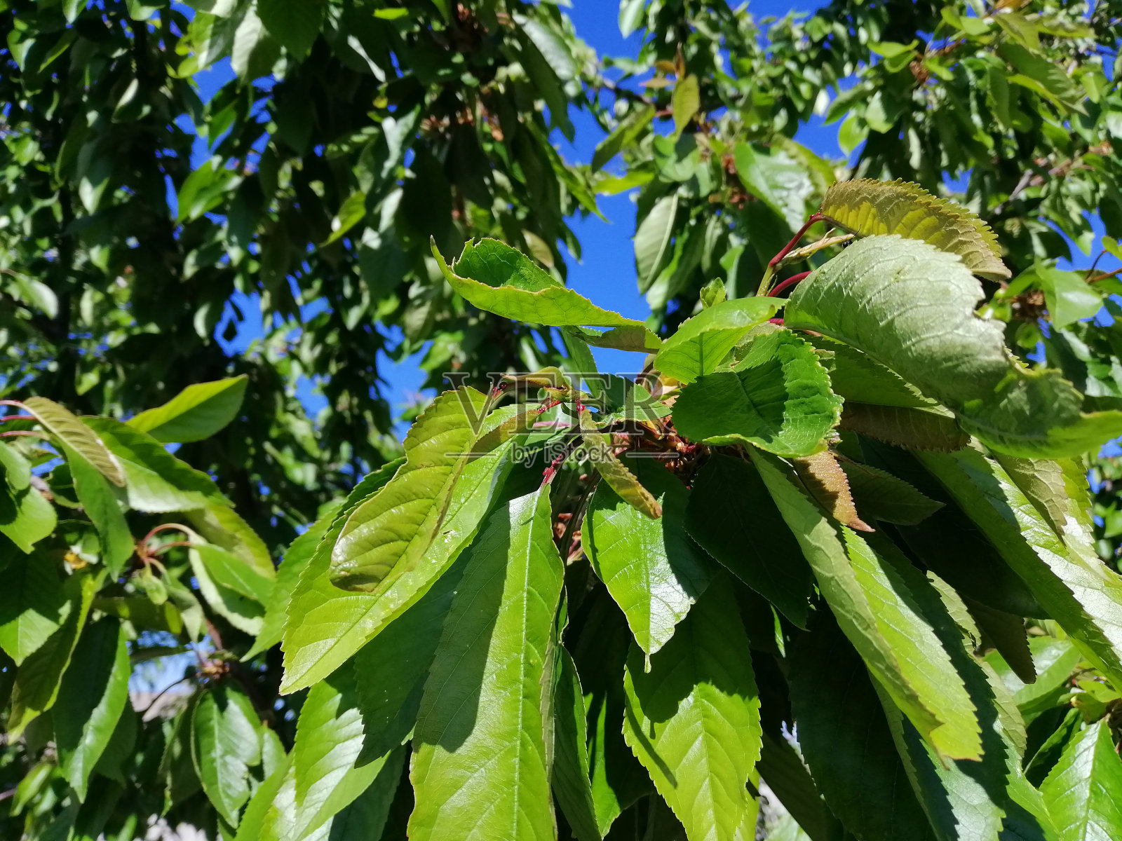 碧蓝的天空映衬着绿叶的梨树照片摄影图片