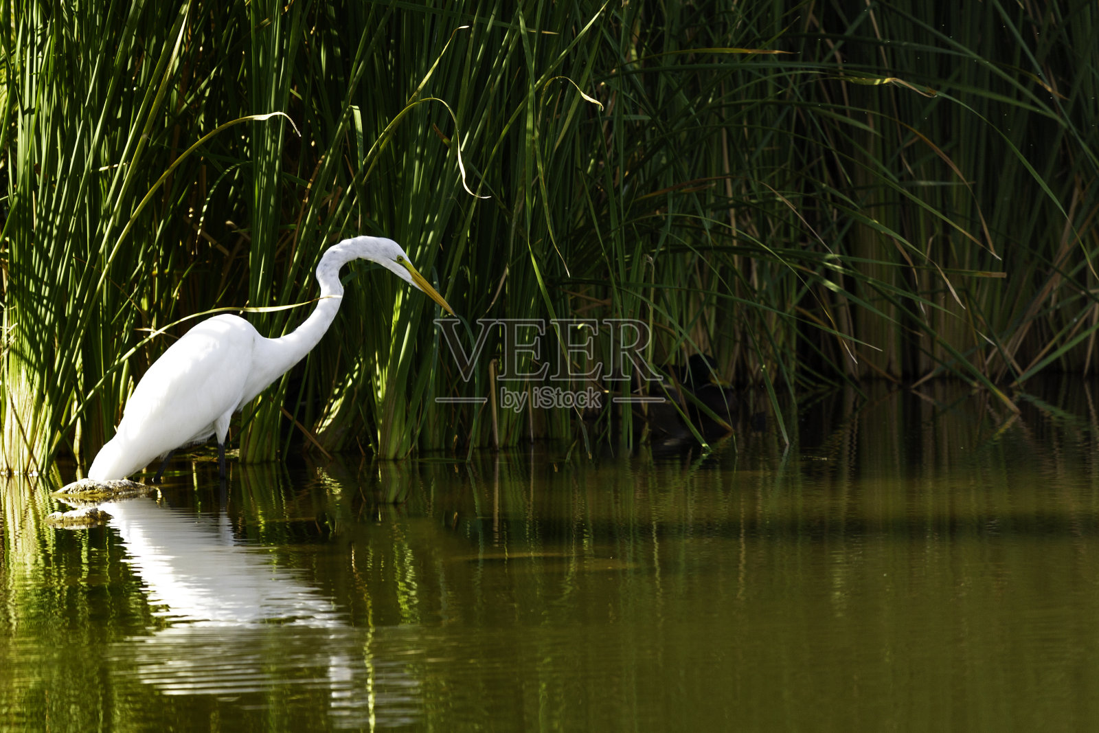 在亚利桑那州捕鱼的大白鹭照片摄影图片