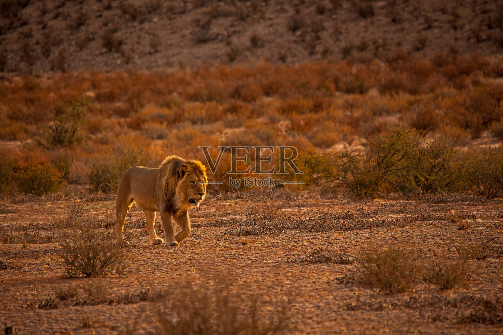卡拉哈里狮子(Panthera leo) 5124照片摄影图片
