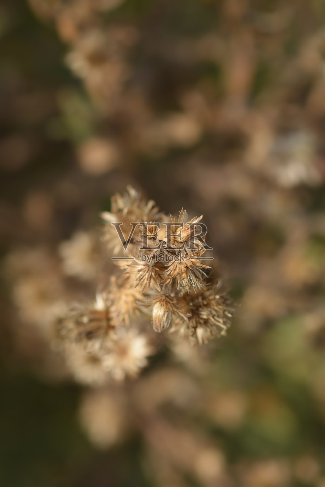 粘性aster照片摄影图片