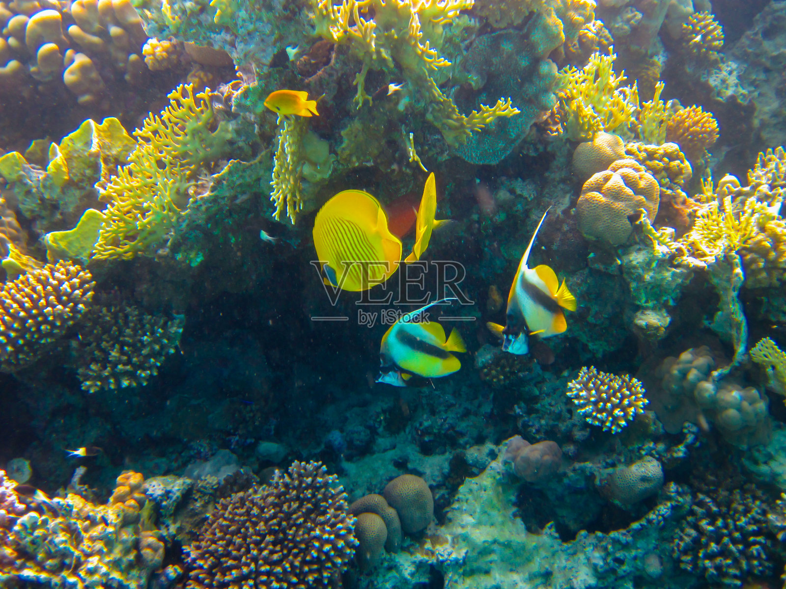 红海珊瑚礁中的带纹蝴蝶鱼，埃及沙姆沙伊赫照片摄影图片