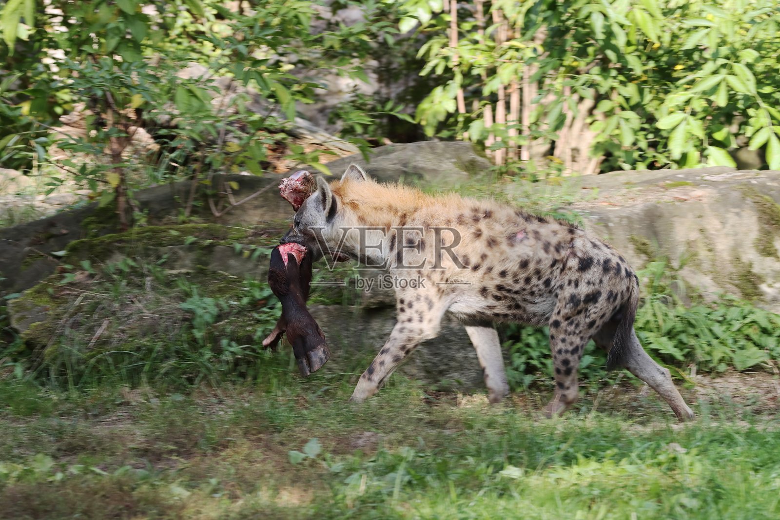 鬣狗狩猎归来照片摄影图片