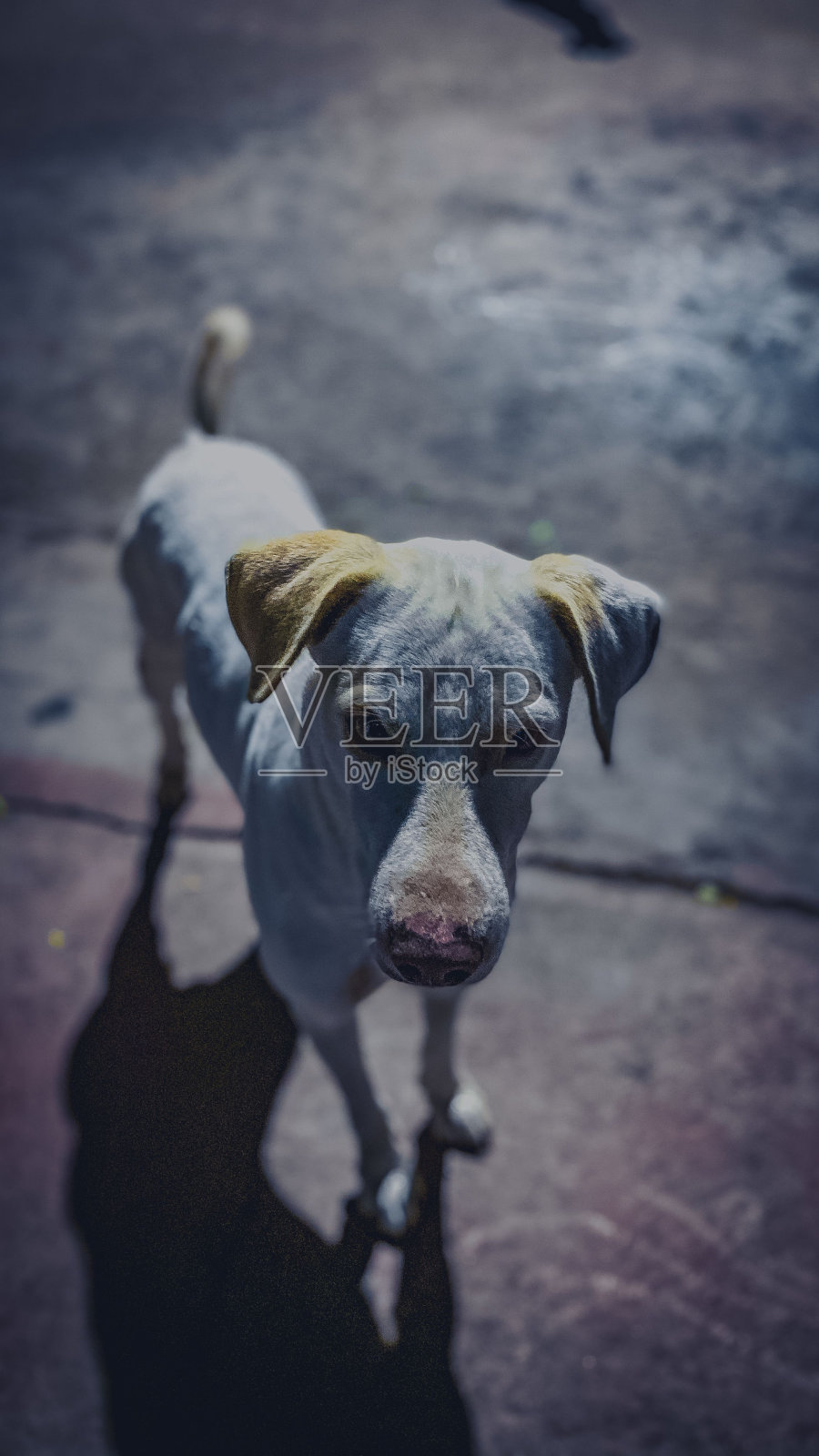 阿斯宾犬的漂亮照片照片摄影图片