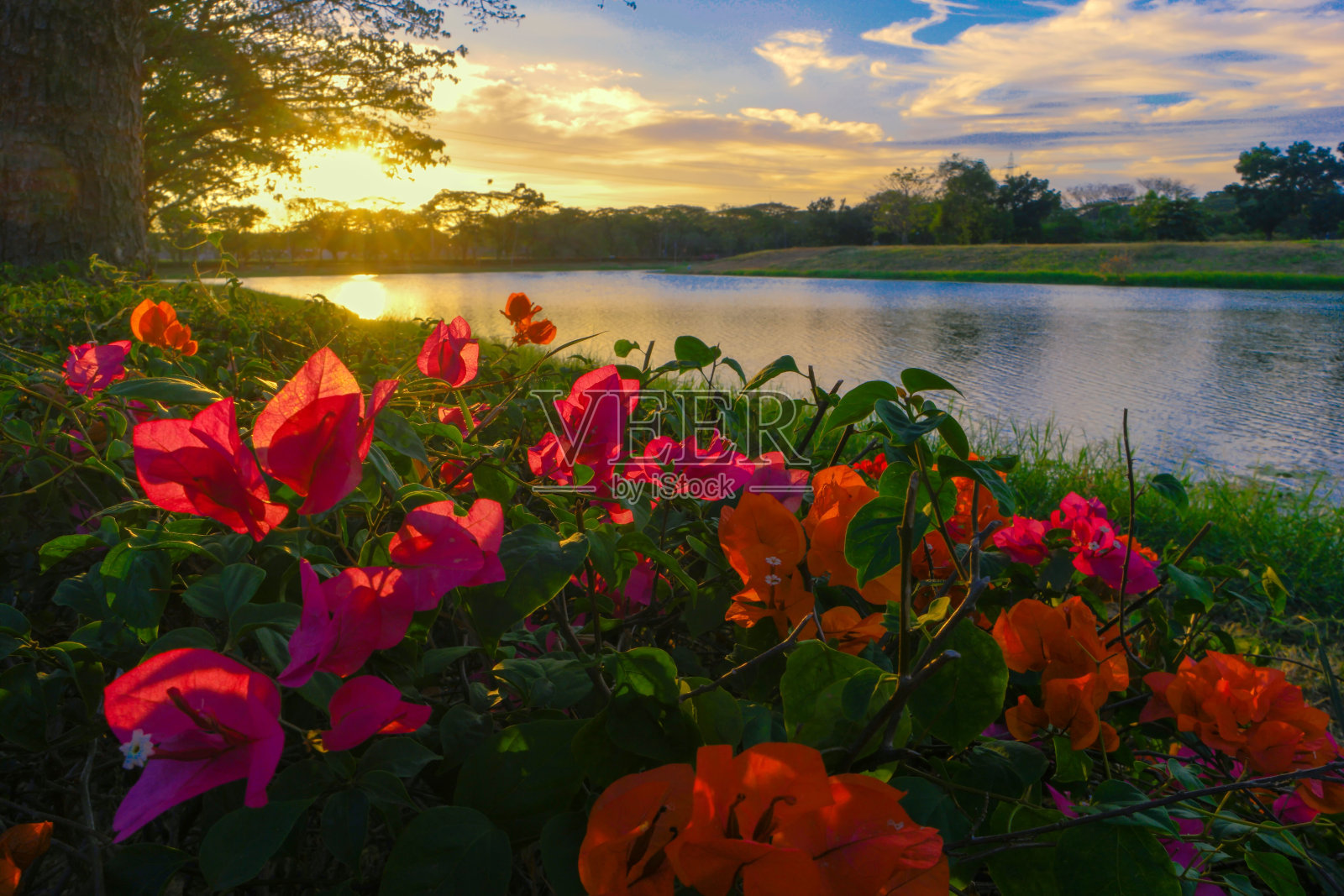 日落时分，湖边公园里可爱的花朵照片摄影图片