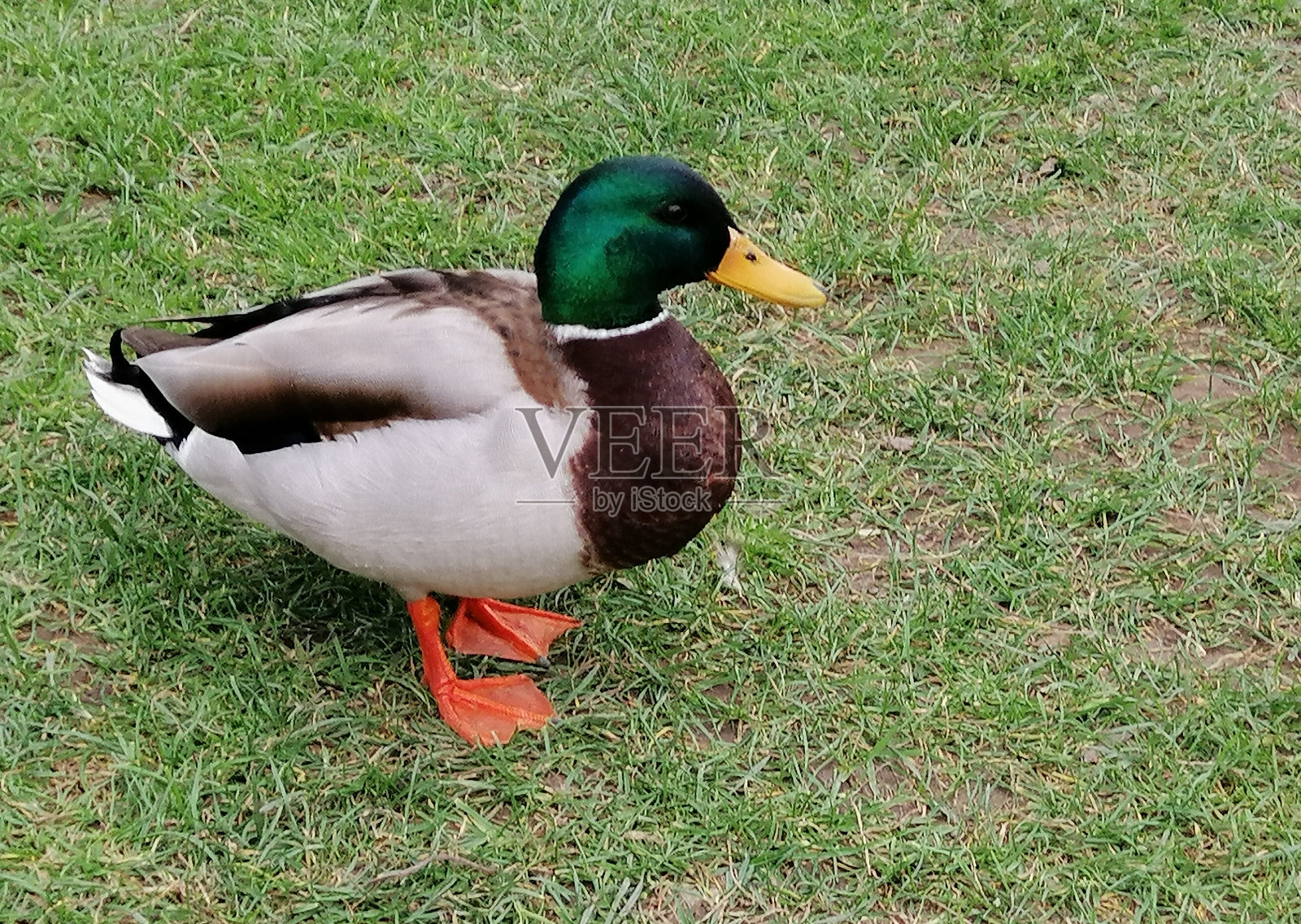 草地上的雄绿头鸭特写镜头照片摄影图片