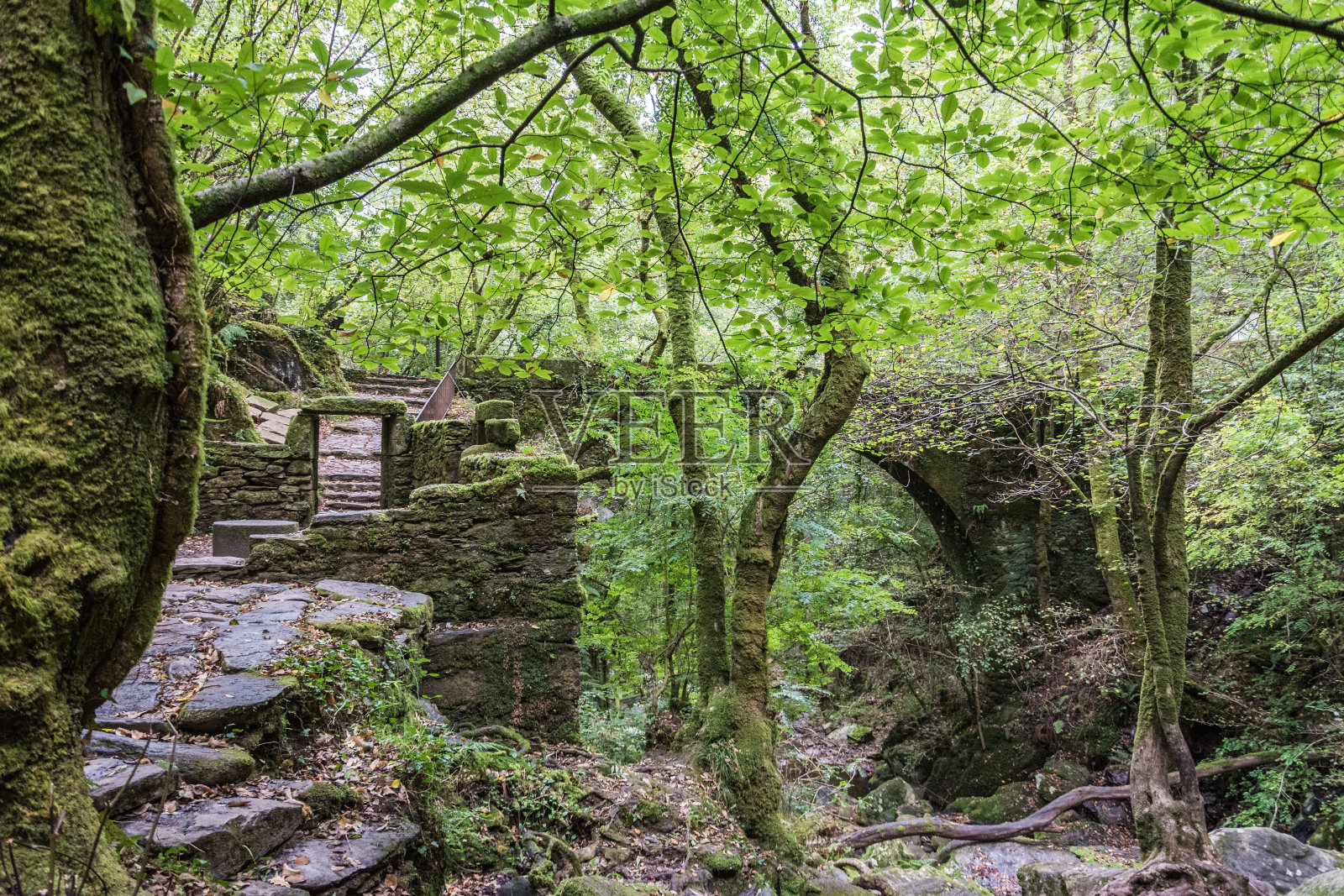 美丽的Fragas do Eume森林，国家公园，加利西亚在西班牙照片摄影图片