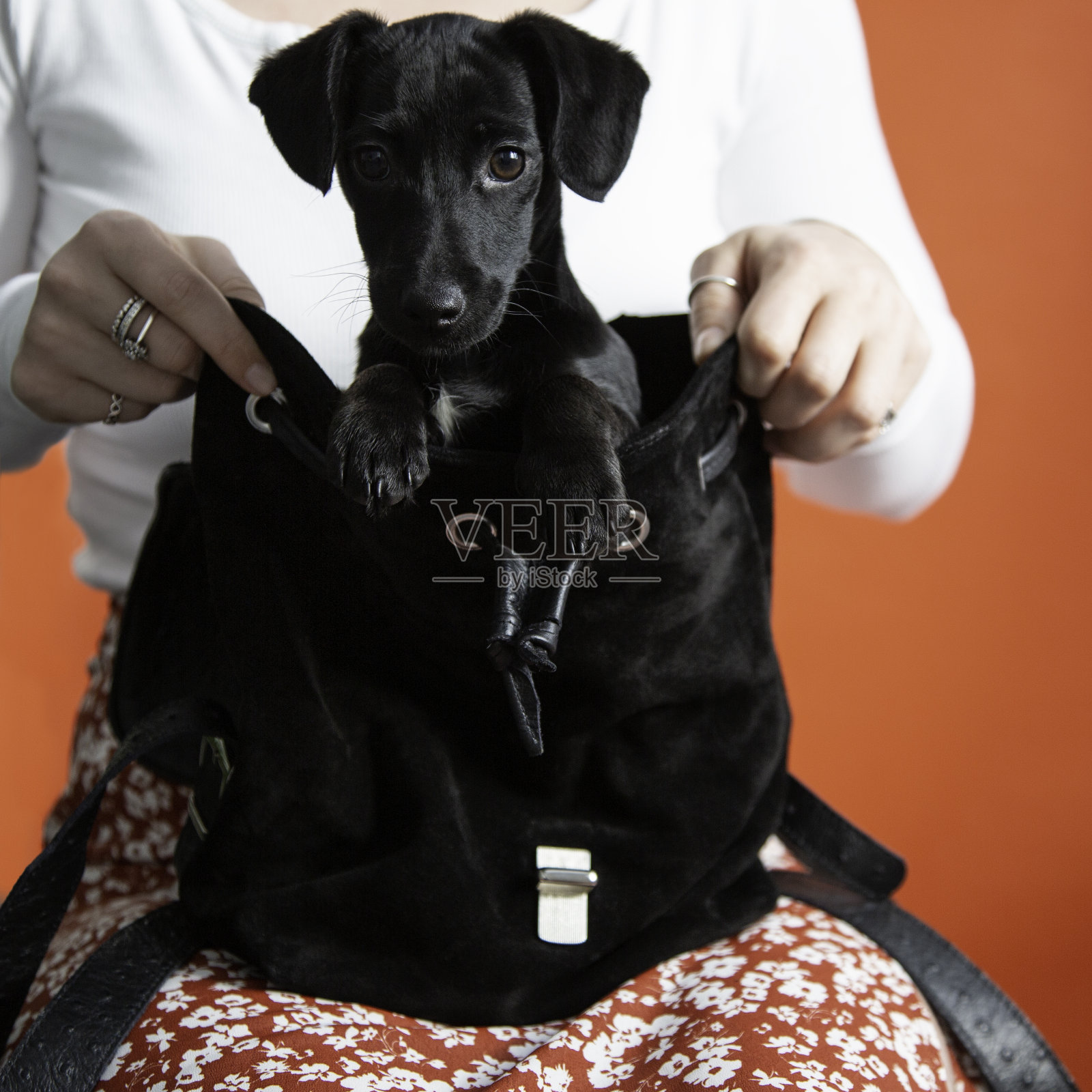 特写的女性拿着一个黑色手提包，里面有一只可爱的黑色拉布拉多小狗照片摄影图片