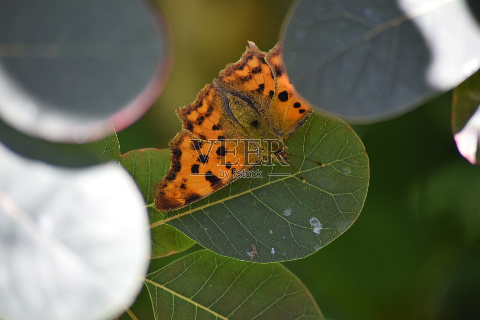 蝴蝶照片摄影图片