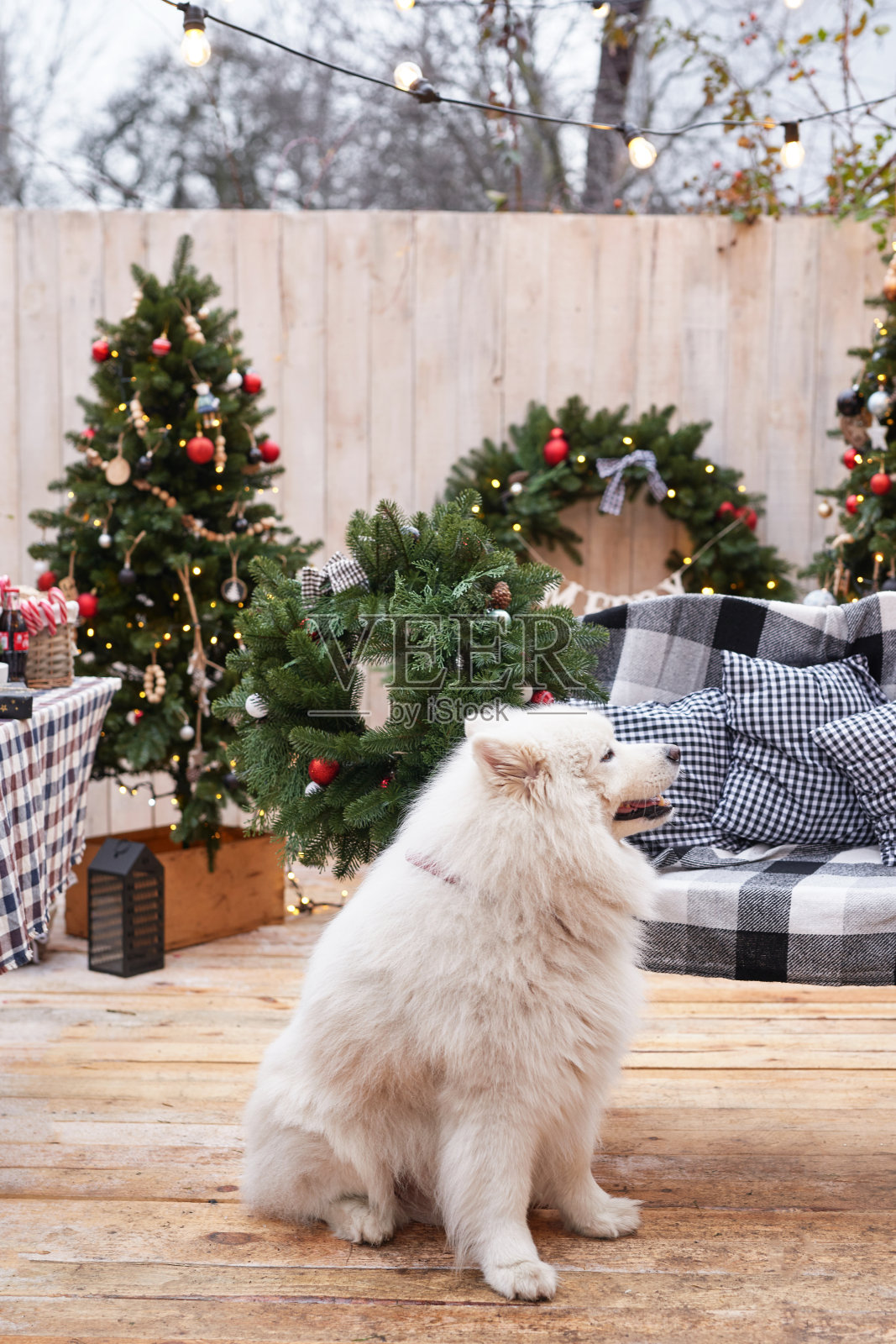 圣诞狗。户外背景装饰。庆祝新年和圣诞节。寒假照片摄影图片