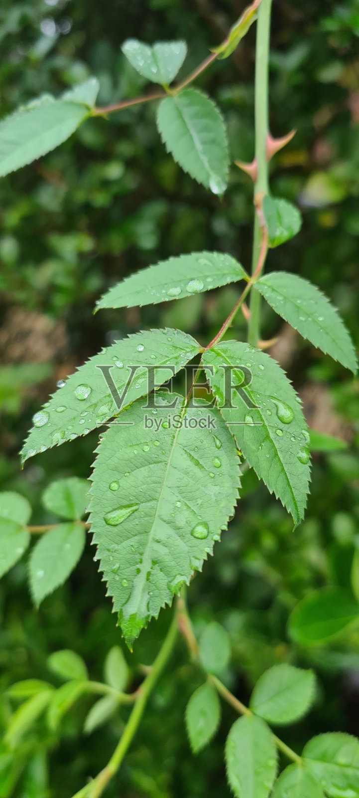 雨后把植物叶子弄湿照片摄影图片