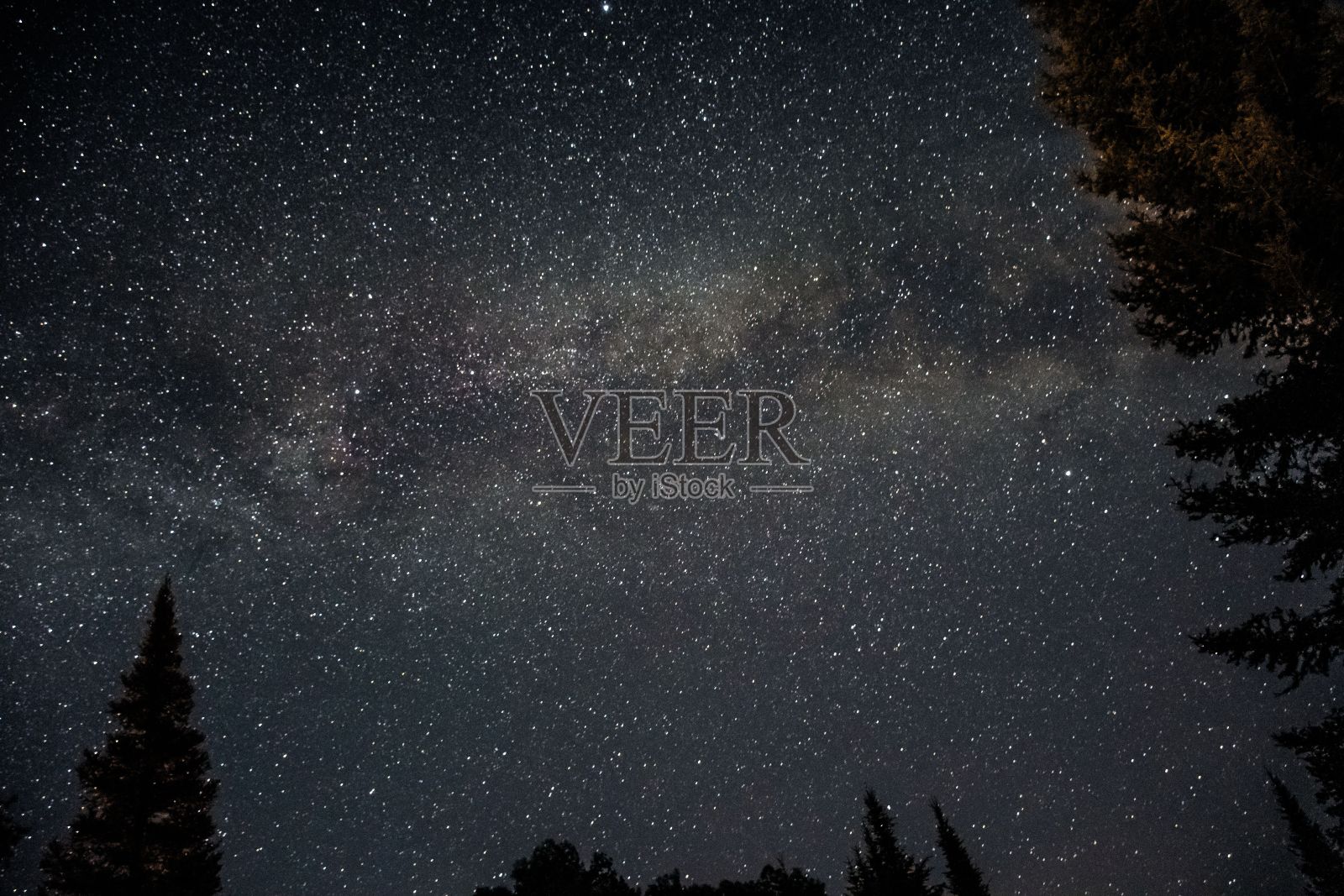 蓝色星空背景下树梢的剪影照片摄影图片