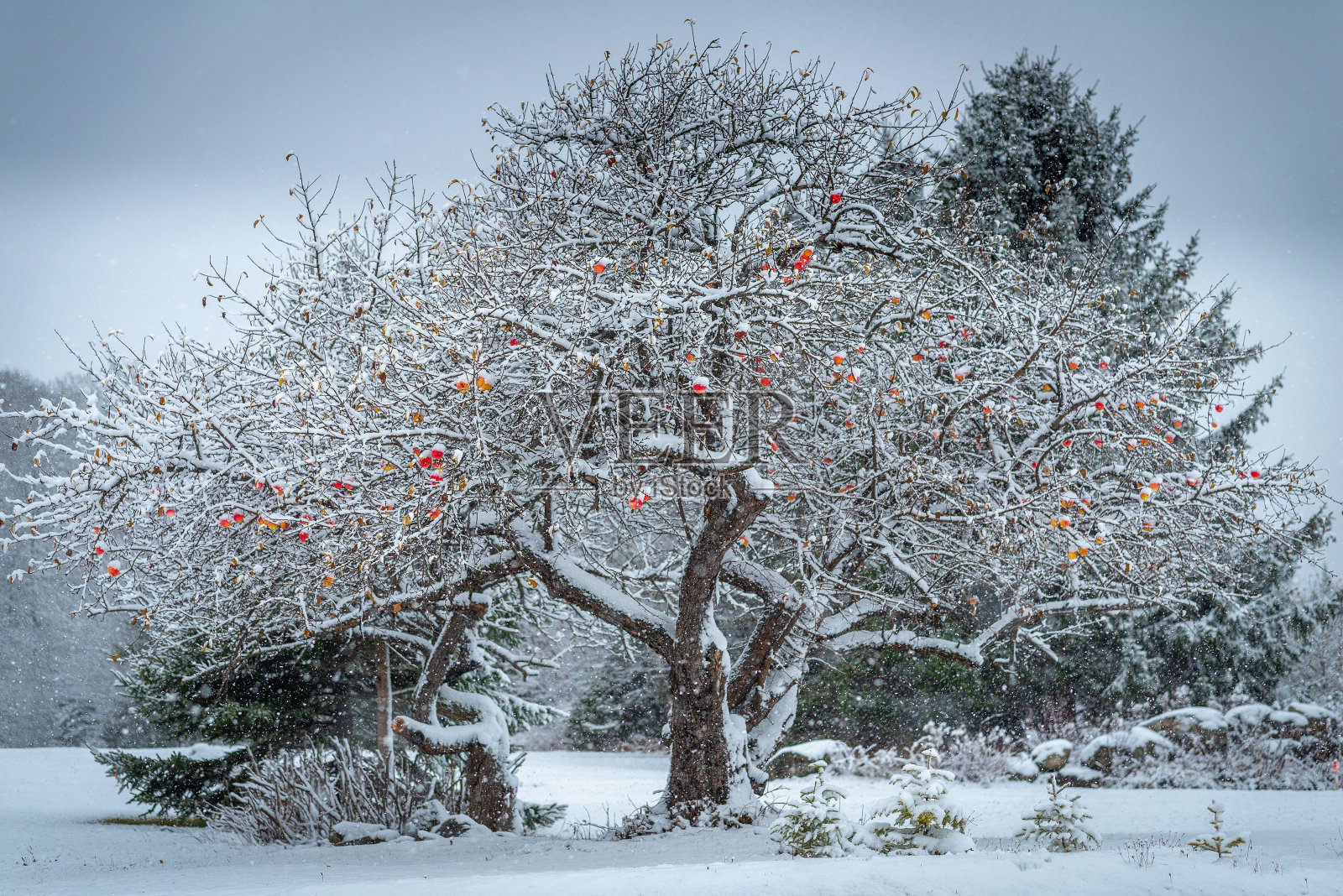冬天森林里雪白的树的美丽照片照片摄影图片