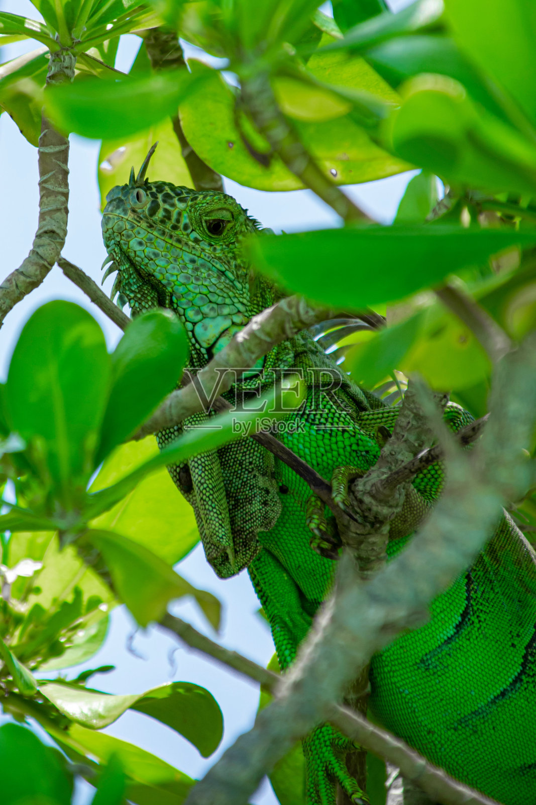 垂直特写镜头的绿色鬣蜥(鬣蜥)爬行在树上照片摄影图片