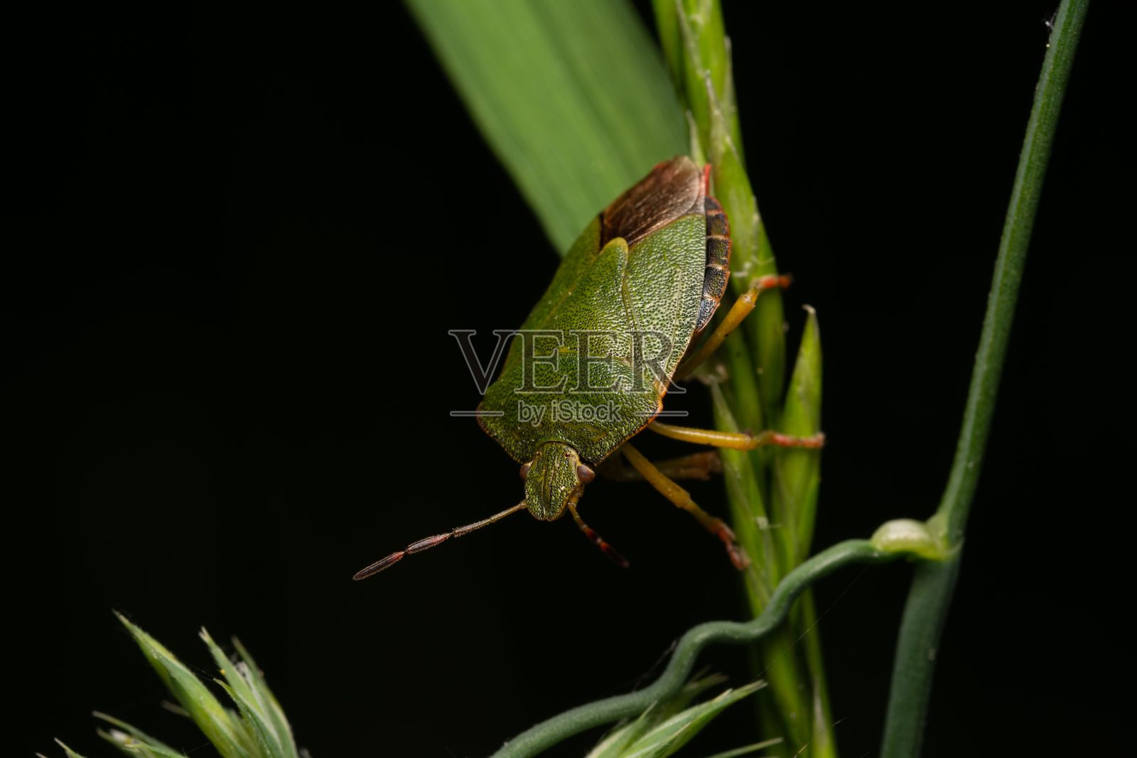 绿色叶子上棘体科的特写镜头照片摄影图片