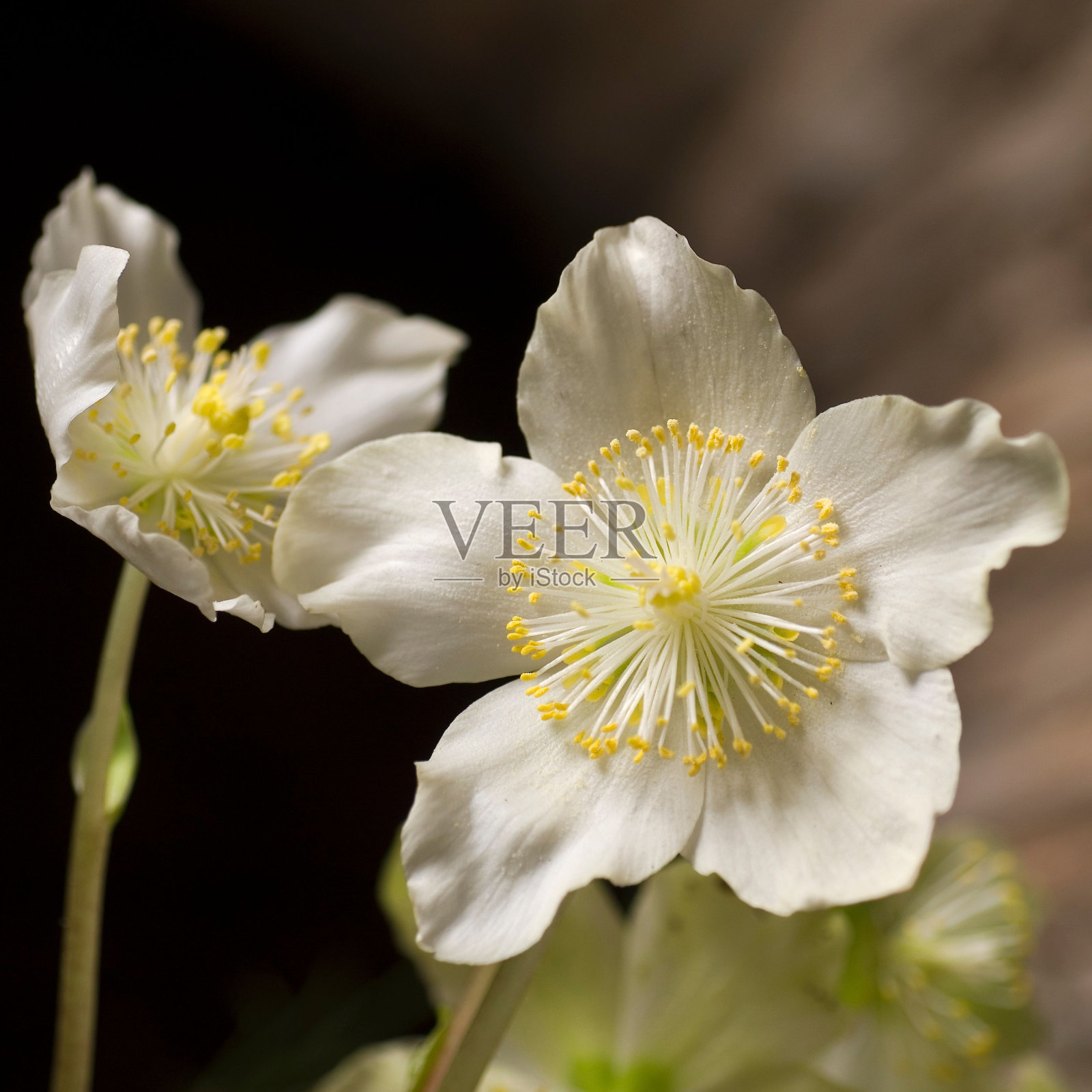盛开的白色飞蛾兰花的特写镜头照片摄影图片