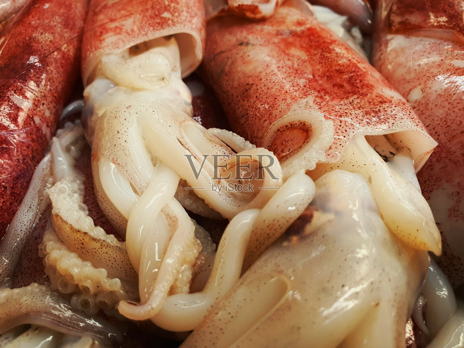 大鱼箱装满来自寒冷海洋的软体动物、鱿鱼或墨鱼的大鱼箱照片摄影图片