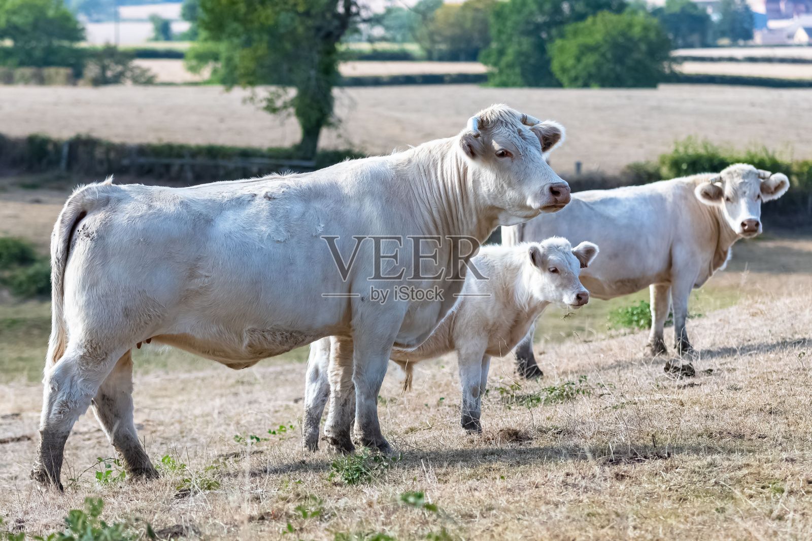 田野里的奶牛，肖像照片摄影图片