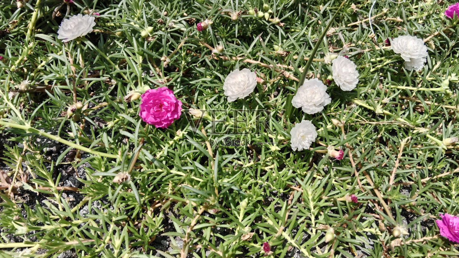 马齿苋花照片摄影图片