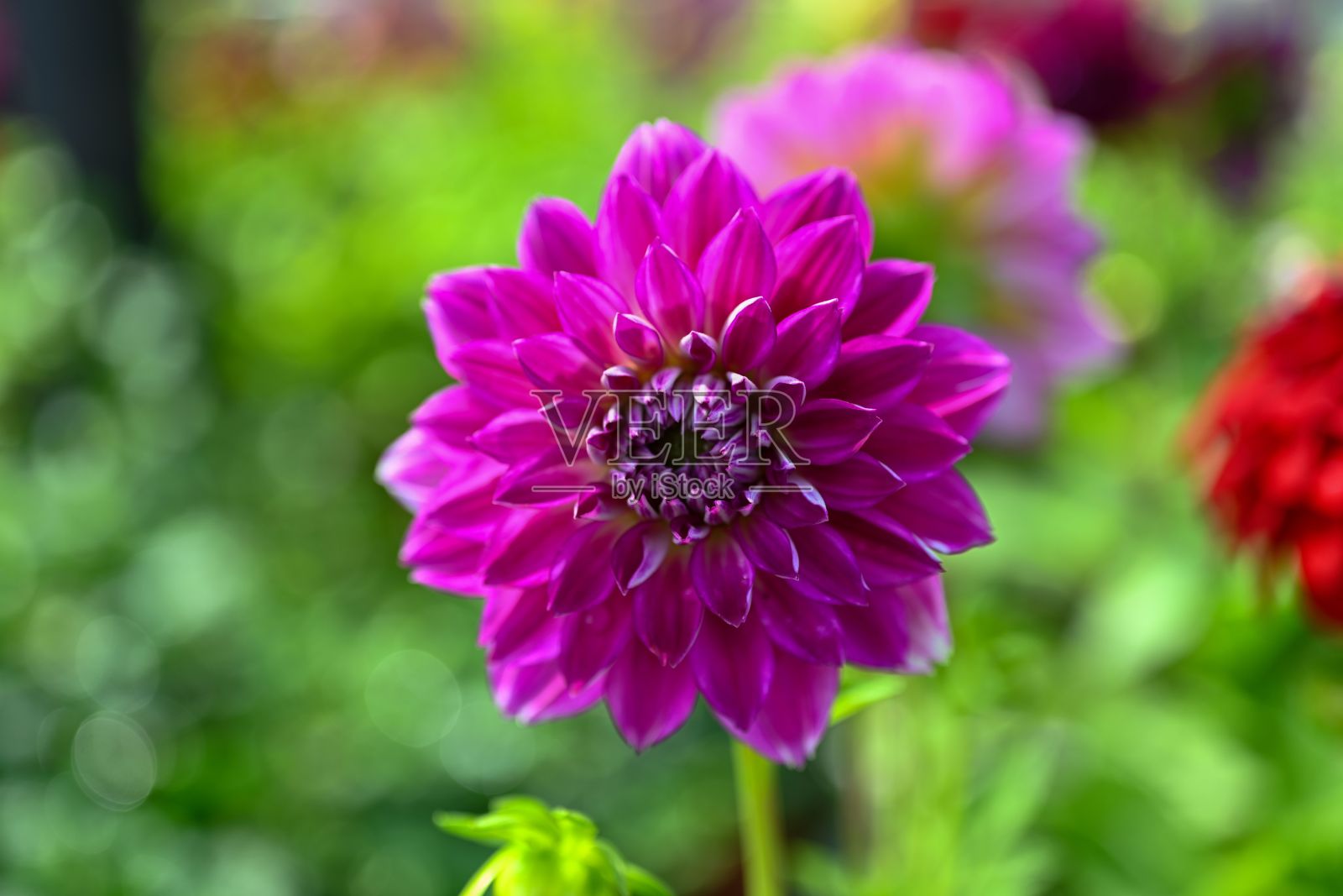 红色大丽花头顶特写照片。照片摄影图片