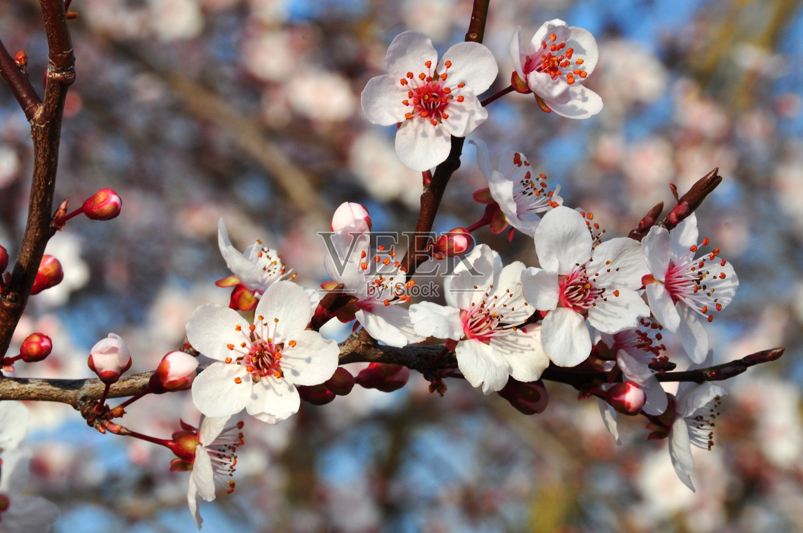 樱花枝的选择性聚焦镜头照片摄影图片
