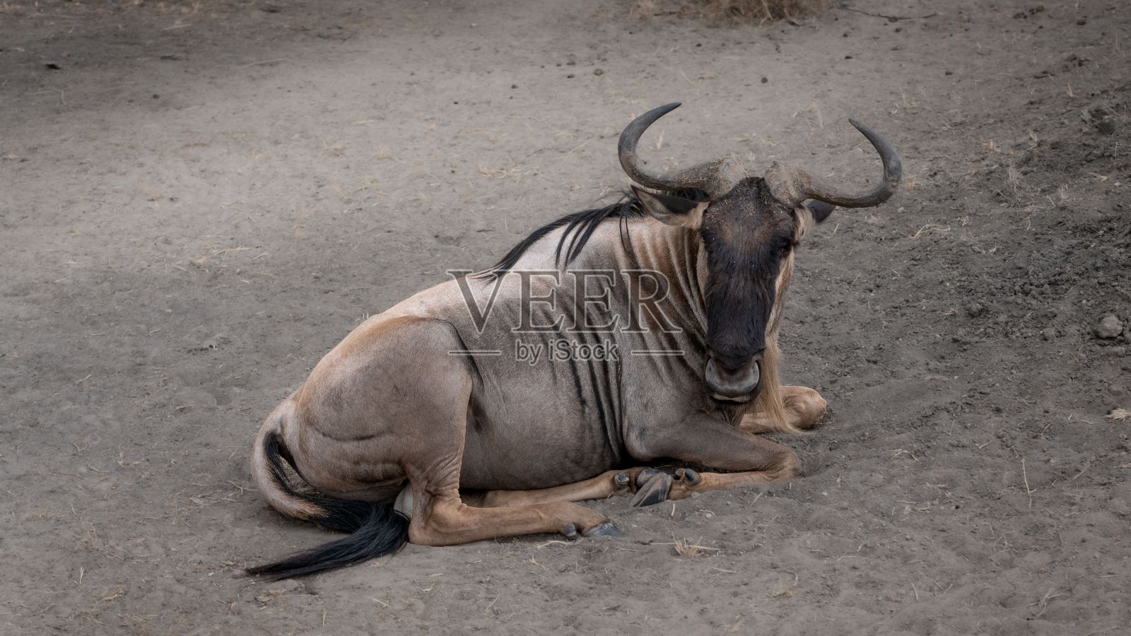 一头灰色的角马躺在地上照片摄影图片