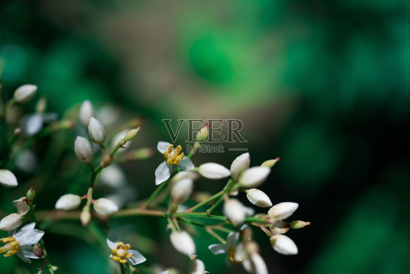 天竹湾流花照片摄影图片