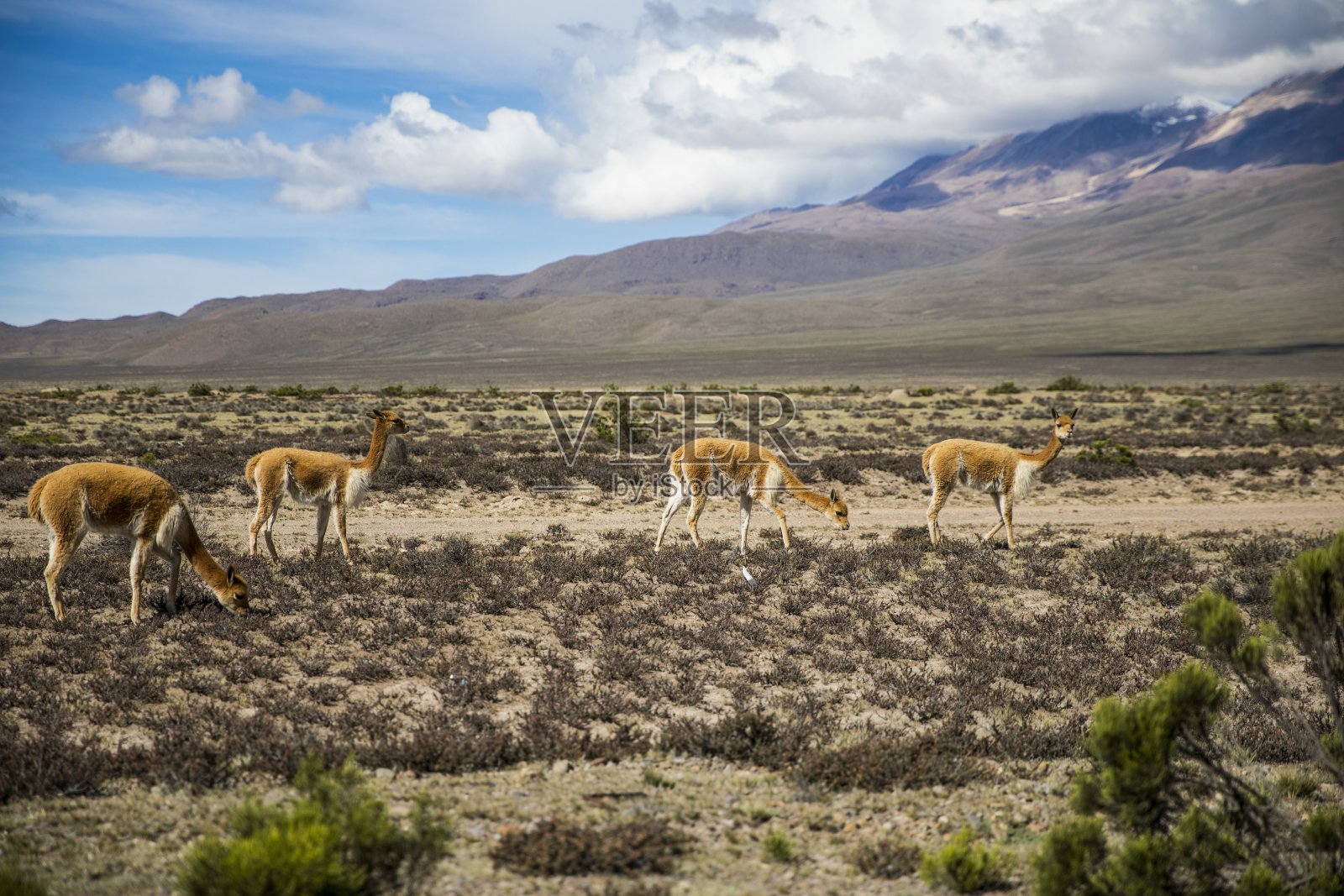 阳光明媚的日子，高原上的姜黄色美洲驼的风景照照片摄影图片