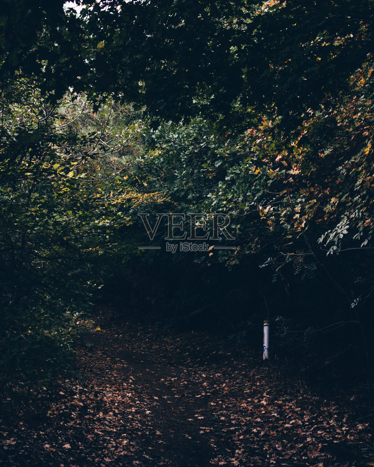 秋天的森林道路照片摄影图片