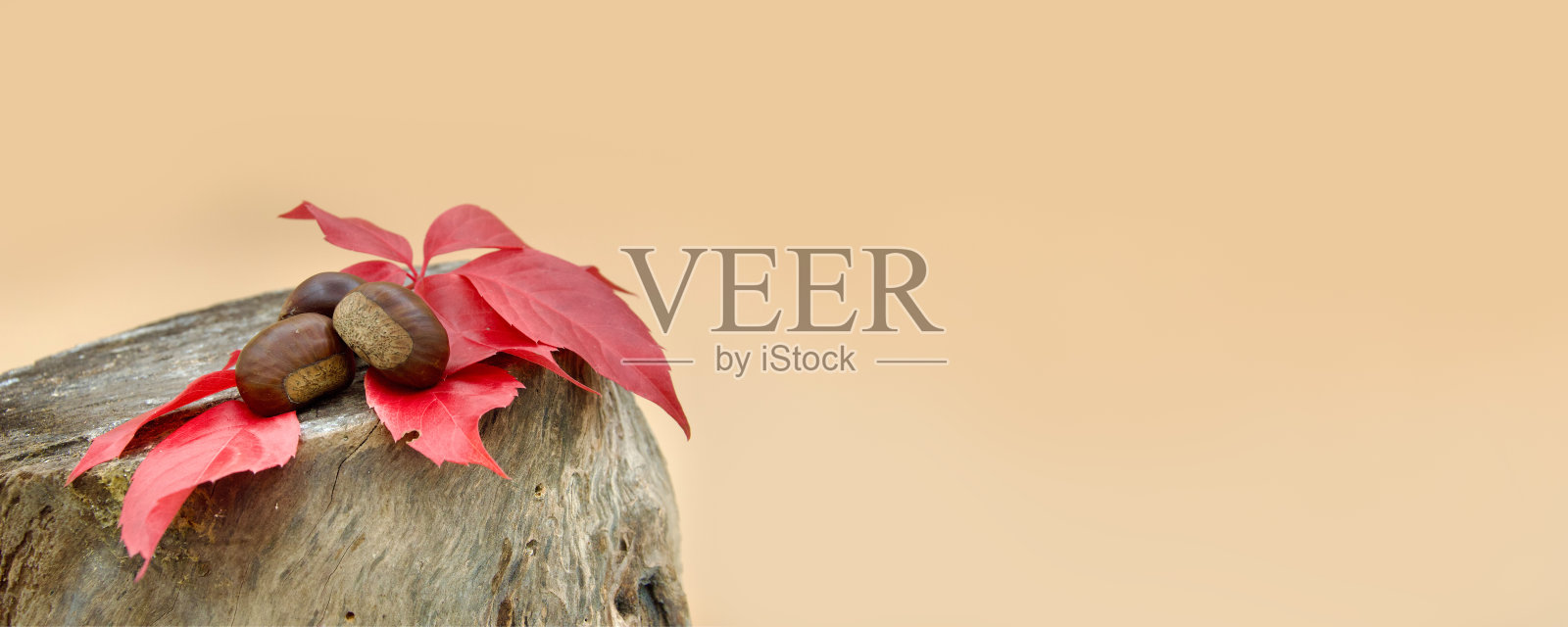 原木上的栗子和红常春藤叶照片摄影图片