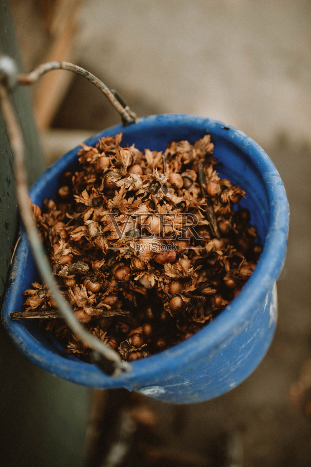 榛子照片摄影图片