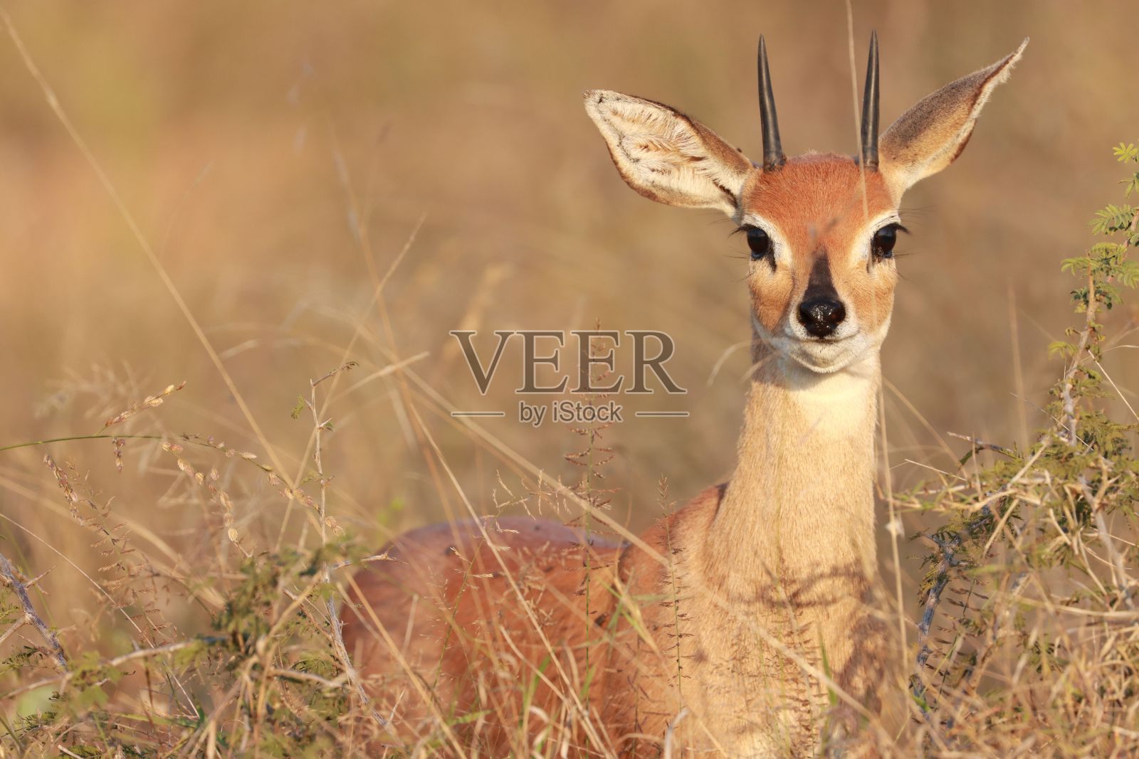 草地上美丽的小鹿，背景模糊照片摄影图片