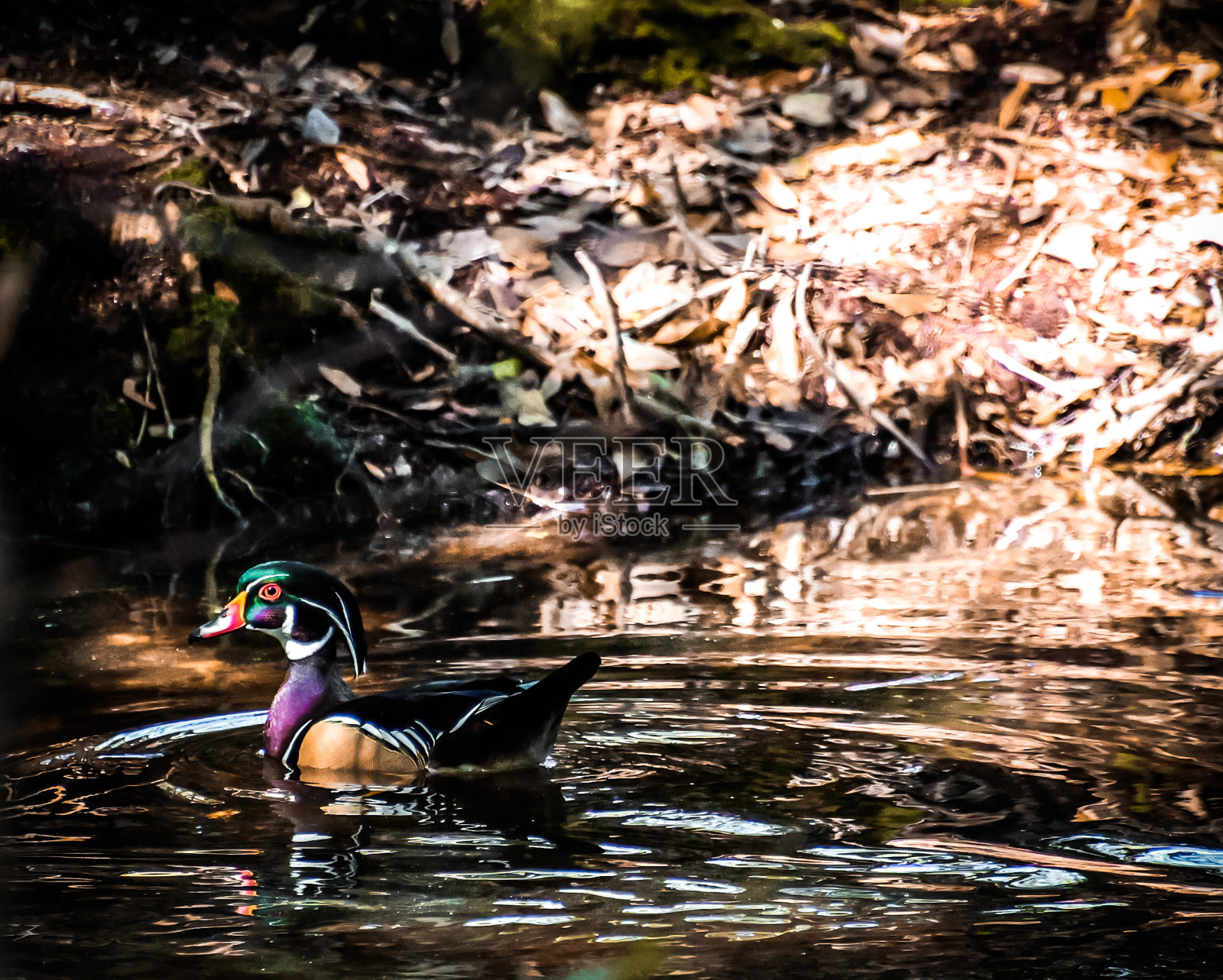 雄伟的木鸭子照片摄影图片