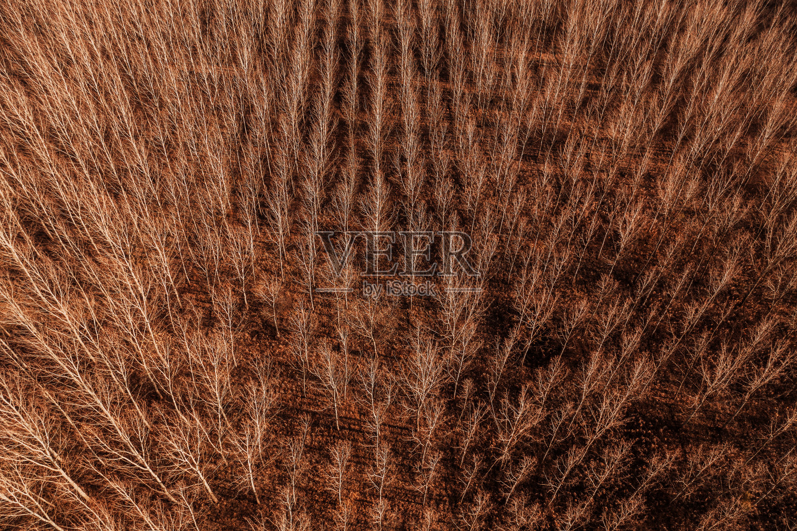 落叶杨林与光秃秃的树顶和树枝在秋天日落，无人机摄影照片摄影图片