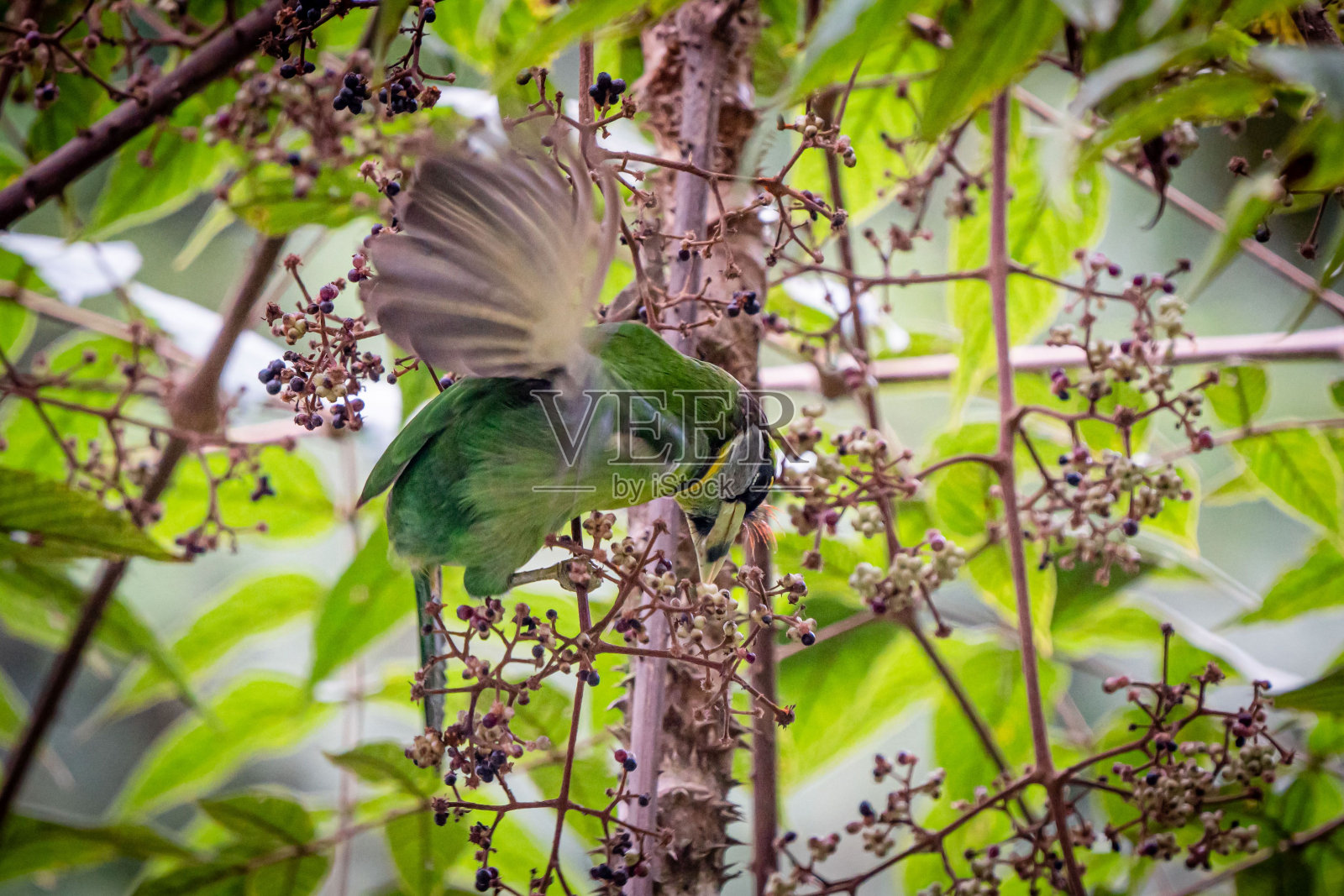 一个在树上的铜匠木桩的特写镜头照片摄影图片
