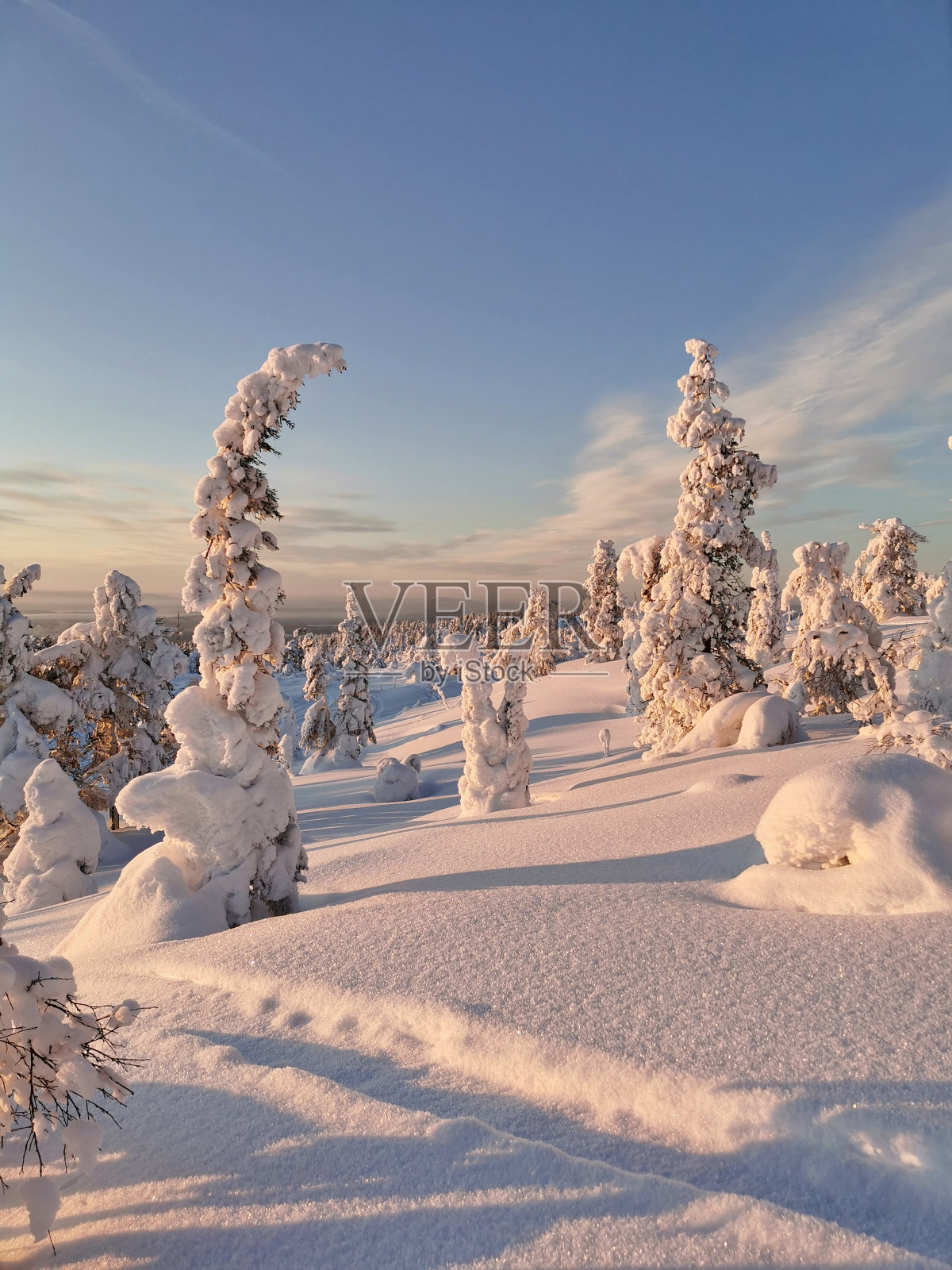白雪覆盖的冷杉树照片摄影图片