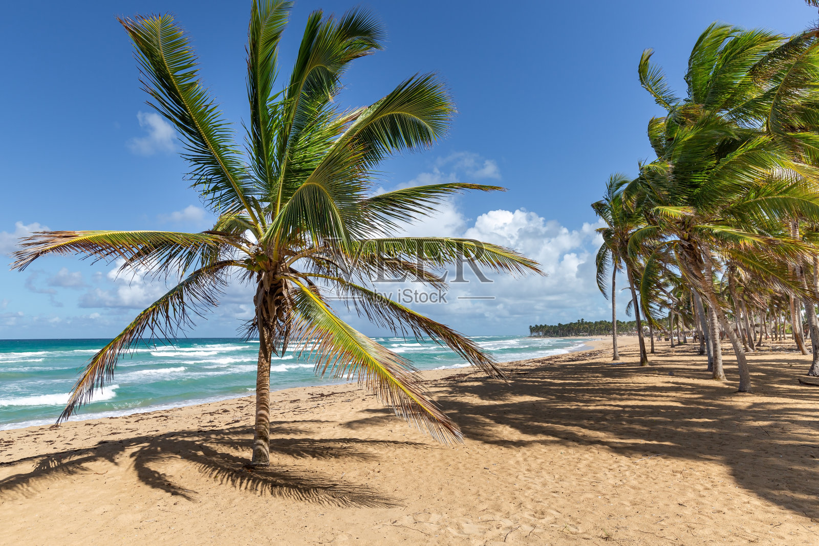 海滩上的椰子树照片摄影图片